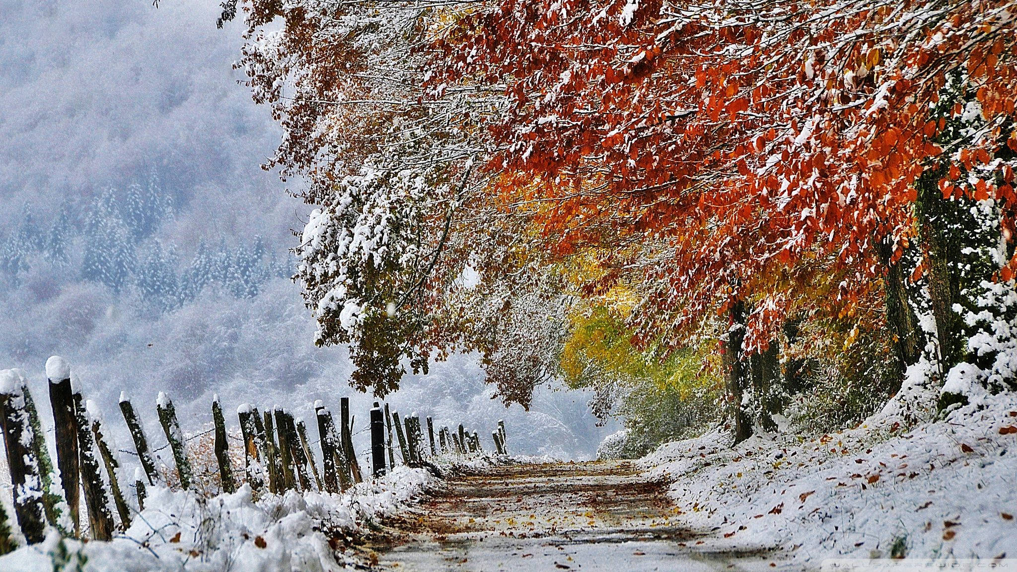 冬天 桌布 壁紙 — 一條白雪覆蓋的小徑蜿蜒穿過森林，鮮紅和橙色的樹葉掛在灑滿新雪的樹枝上。