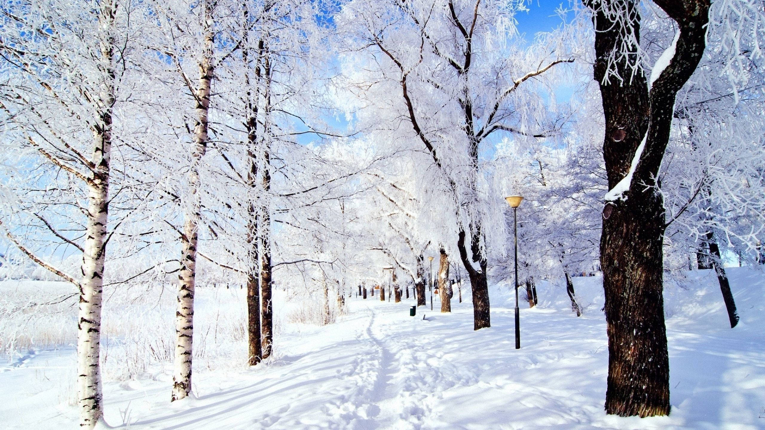 Christmas Mac 桌布 壁紙 — 一條白雪覆蓋的小徑蜿蜒穿過結霜的白樺樹，上方是晴朗的藍天和蓬鬆的白雲。