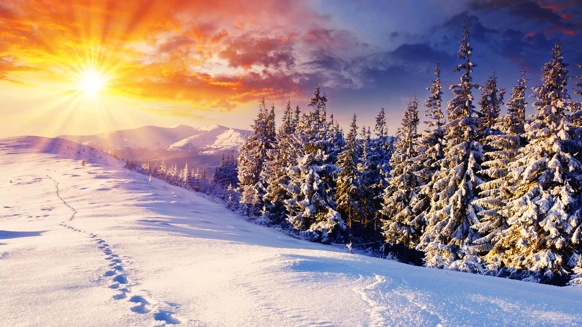 Best Winter 桌布 壁紙 — 一條白雪覆蓋的山間小徑蜿蜒穿過積雪的松樹，在充滿活力的日出下，金色的光芒灑落在冬季景觀上。
