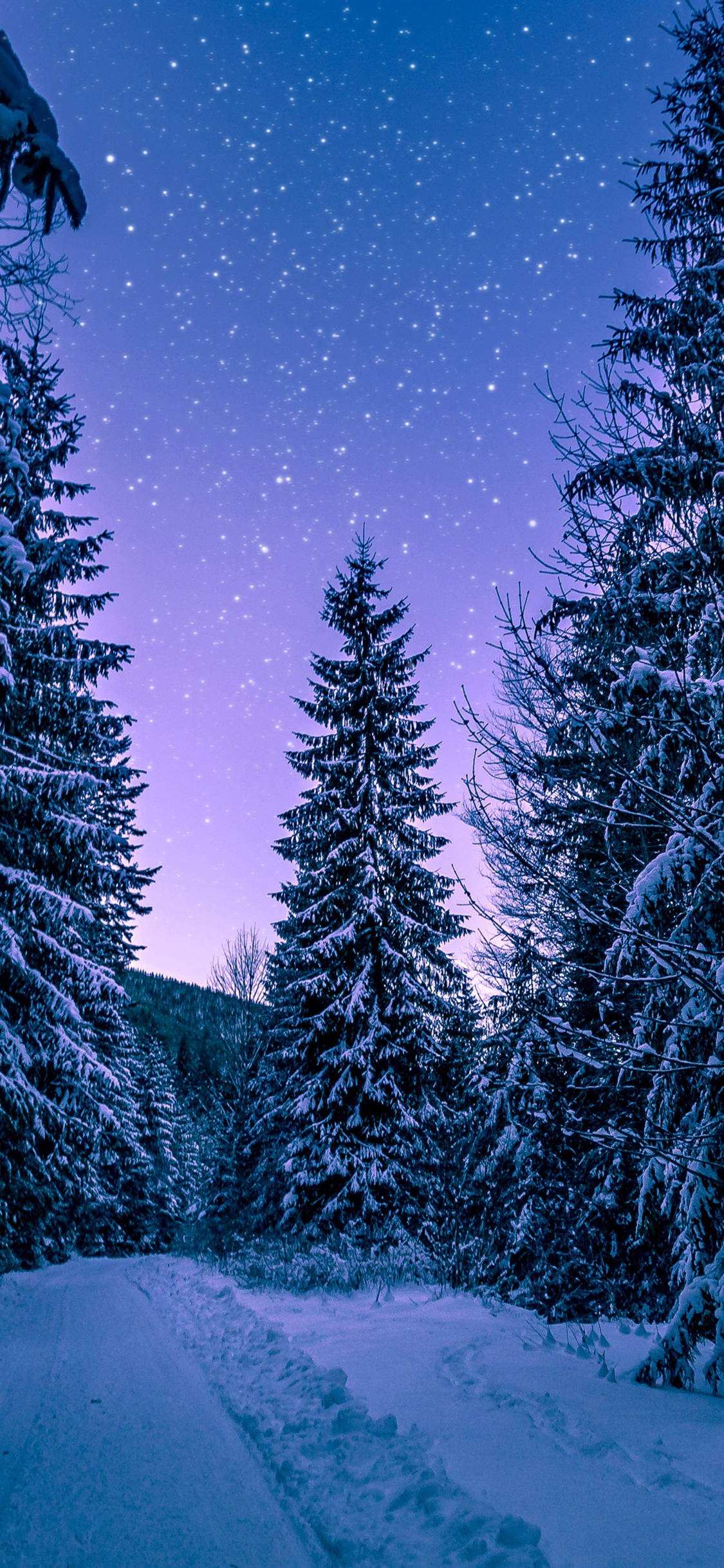 Winter 桌布 壁紙 — 一條白雪覆蓋的森林小徑在星光閃爍的暮色天空下蜿蜒，天空散發著紫色和藍色的光芒。