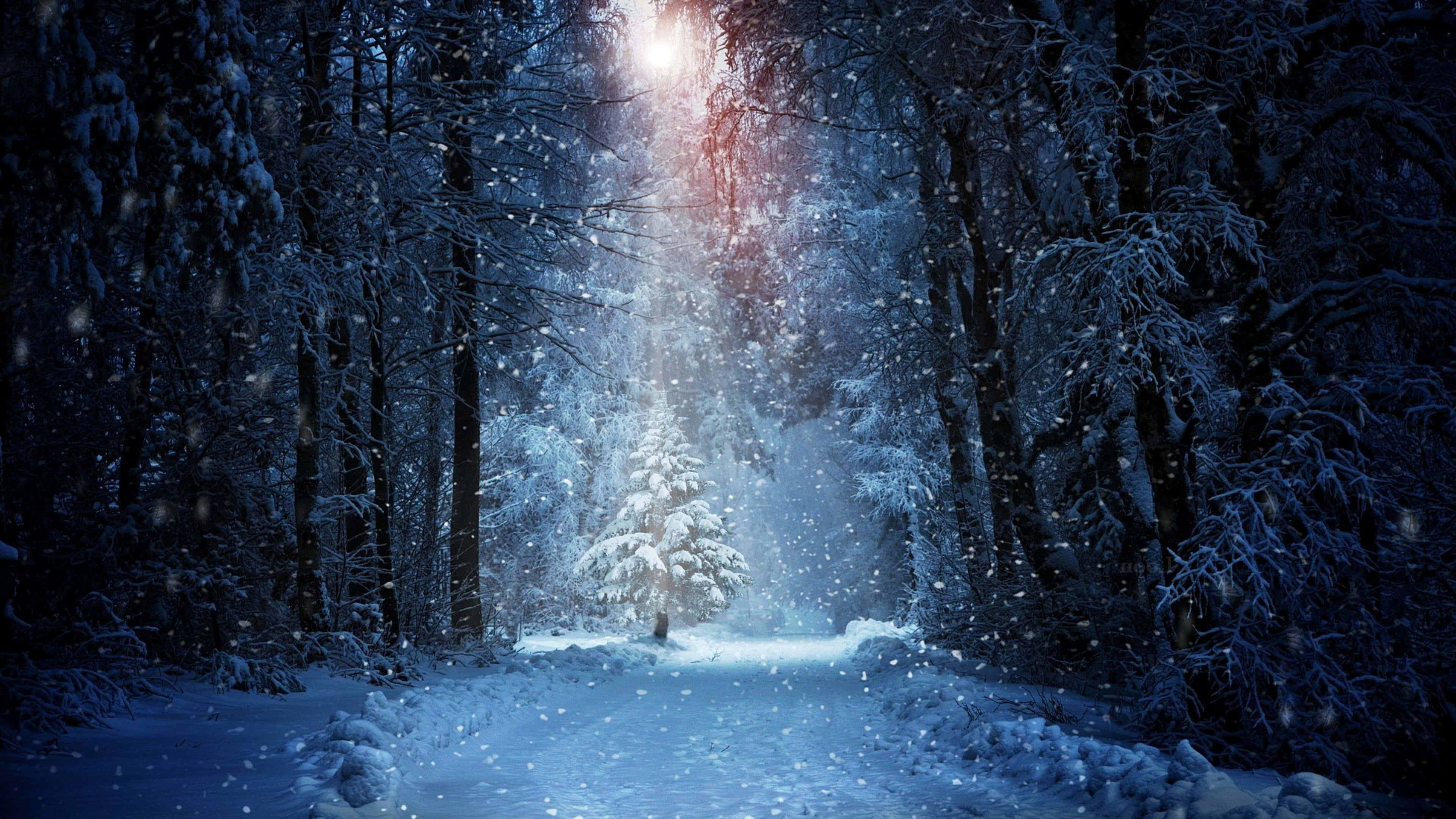 Winter Forest 桌布 壁紙 — 一條白雪覆蓋的森林小徑在耀眼的光束下閃耀，雪花在深藍色的樹木間飄舞。