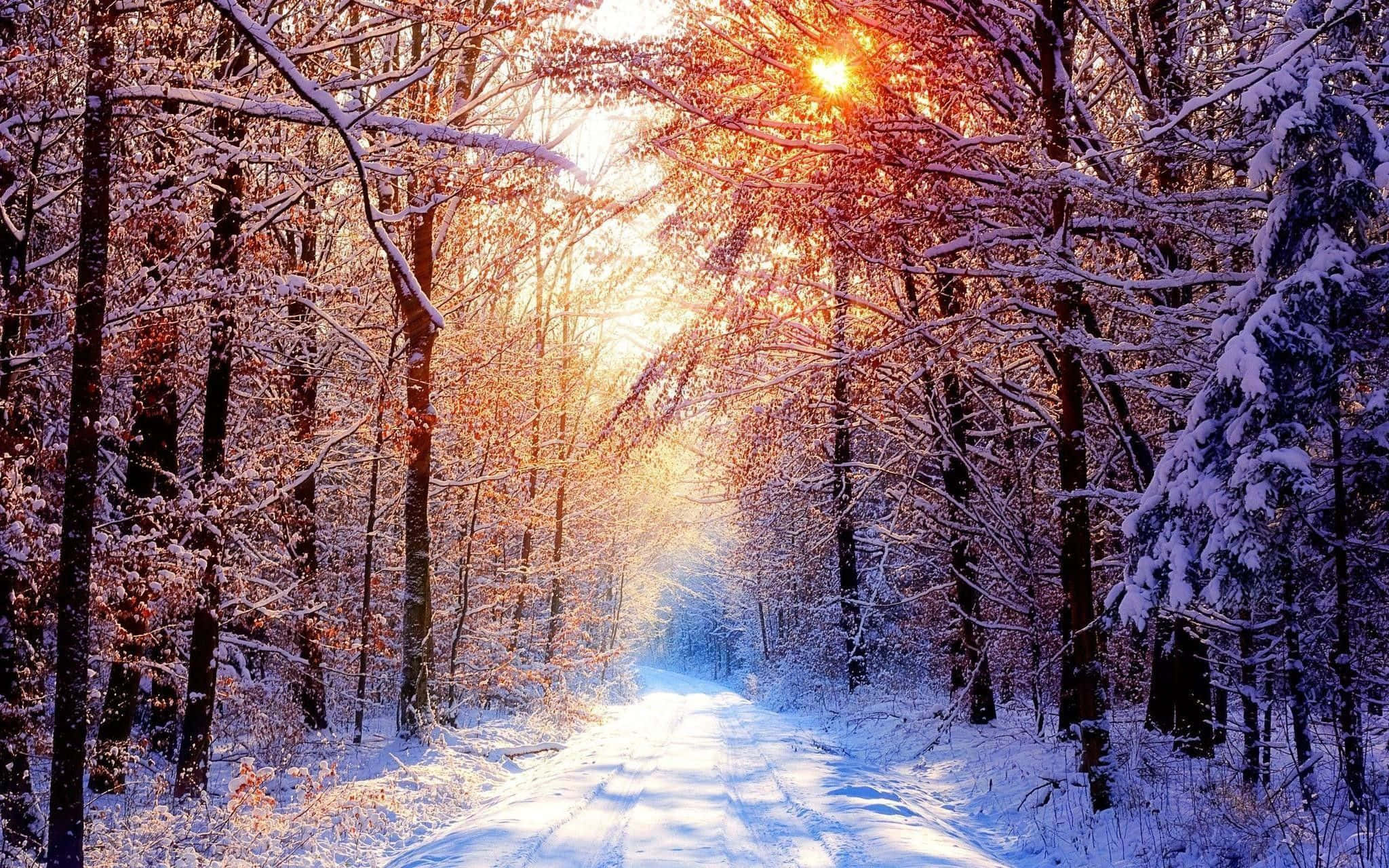 森林 桌布 壁紙 — 一條白雪覆蓋的森林小徑在黃金時段溫暖地發光，陽光穿過積雪的樹枝。