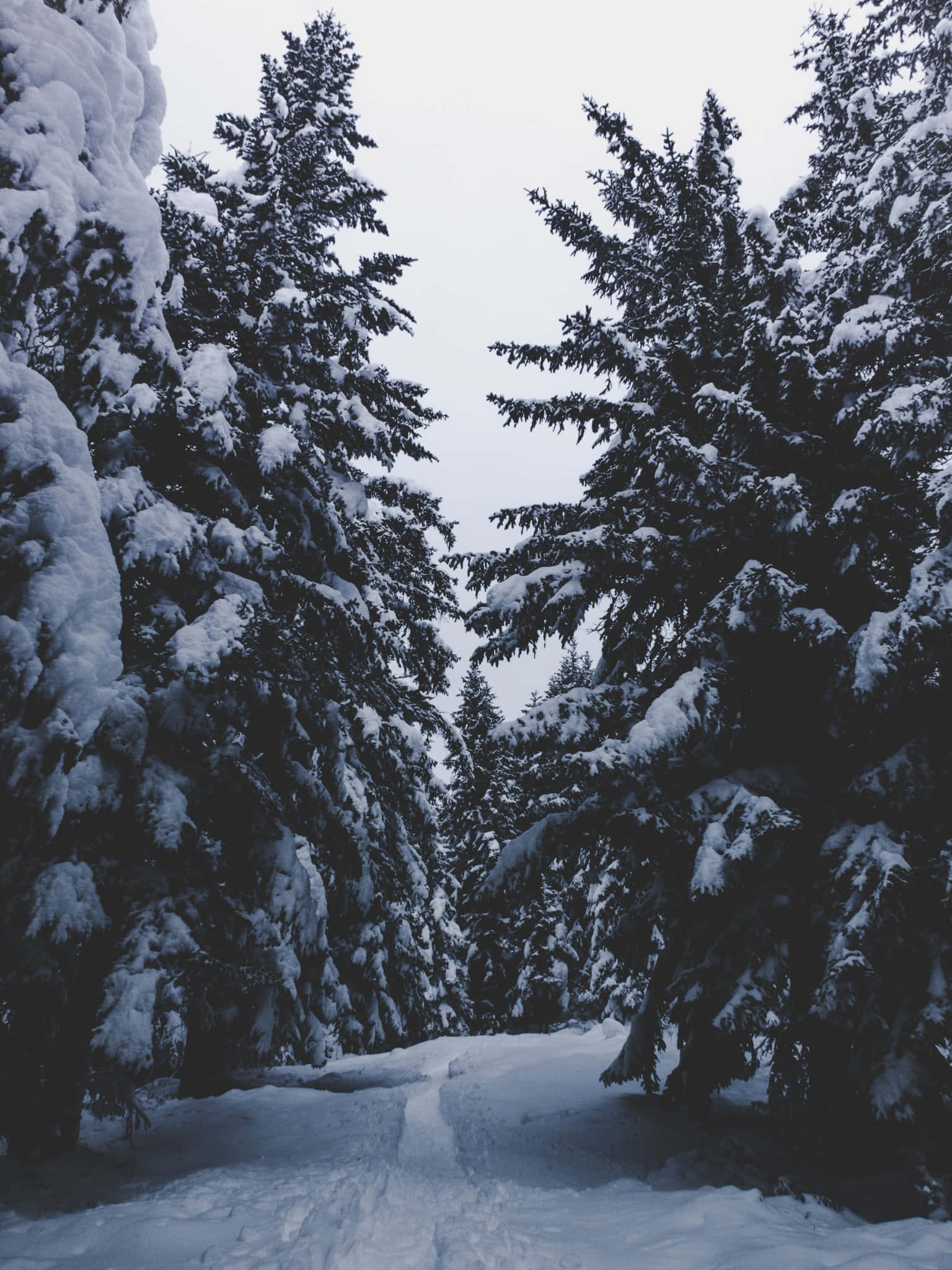 Winter Forest 桌布 壁紙 — 一條白雪覆蓋的森林小徑蜿蜒在參天的常青樹之間，樹上掛滿了新鮮的積雪，映襯著蒼白的冬日天空。
