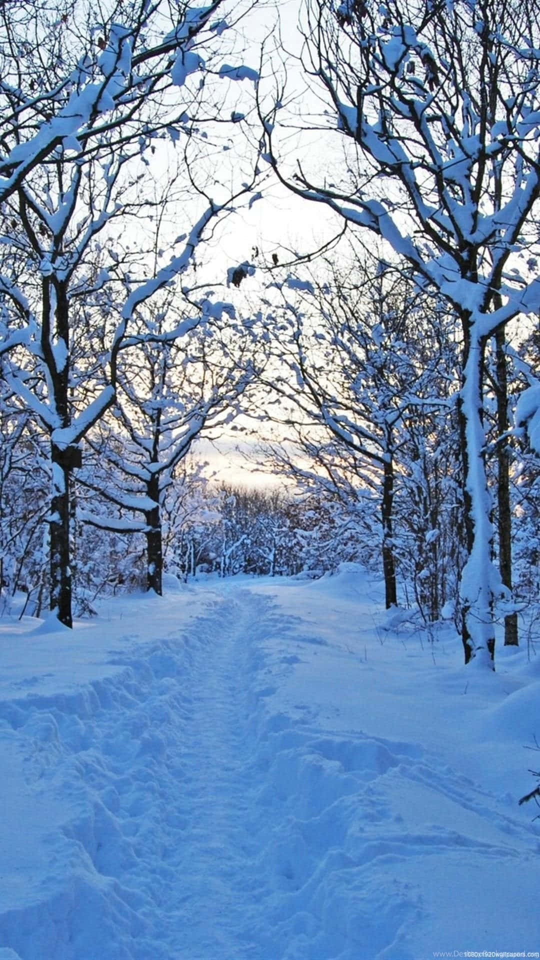 Snow Falling 桌布 壁紙 — 一條白雪覆蓋的森林小徑蜿蜒穿過光禿禿的樹木，在柔和的冬日天空下，日出時分。
