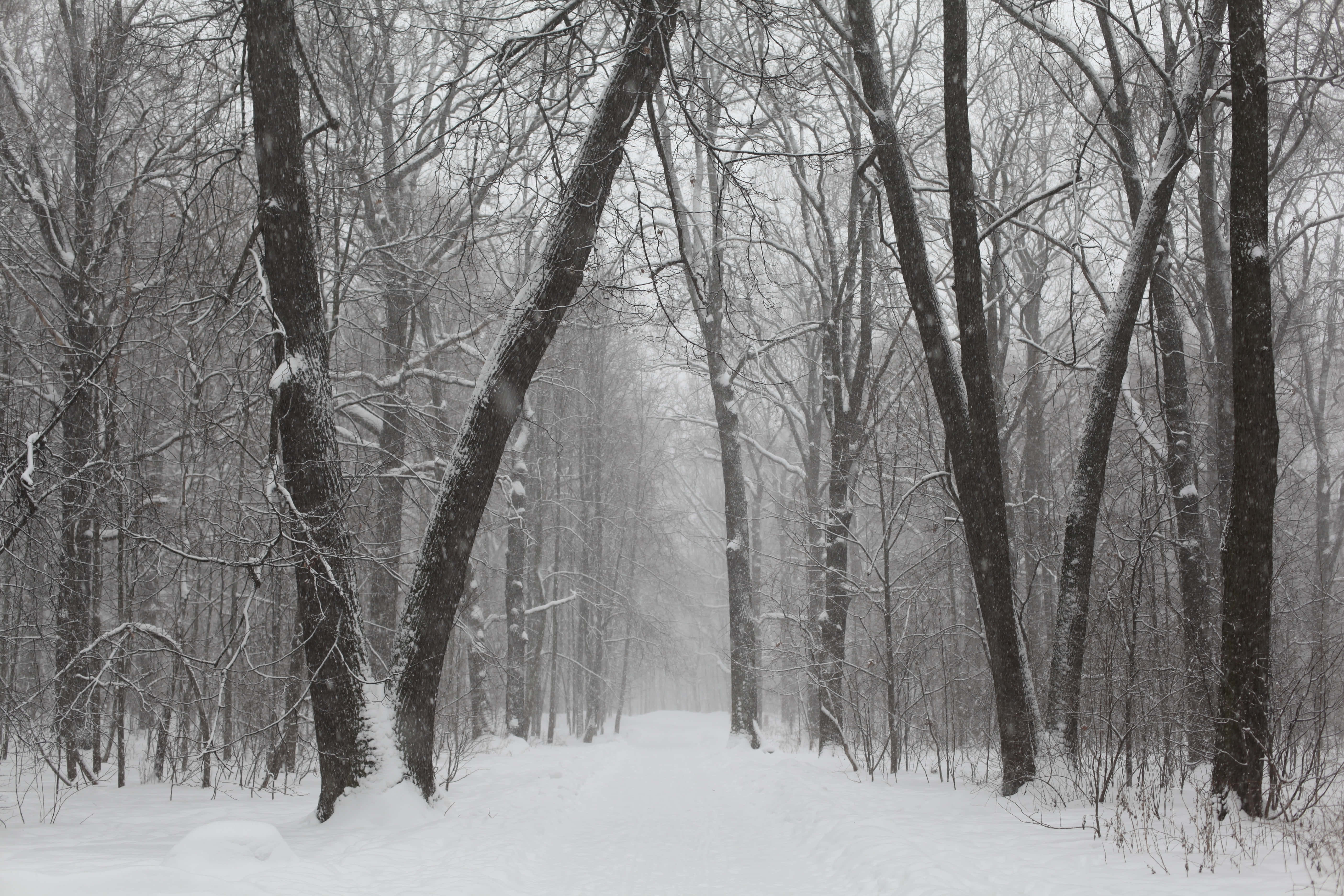 Winter Forest 桌布 壁紙 — 一條白雪覆蓋的森林小徑蜿蜒穿過光禿禿的樹木，天空灰濛濛，雪花飄落。
