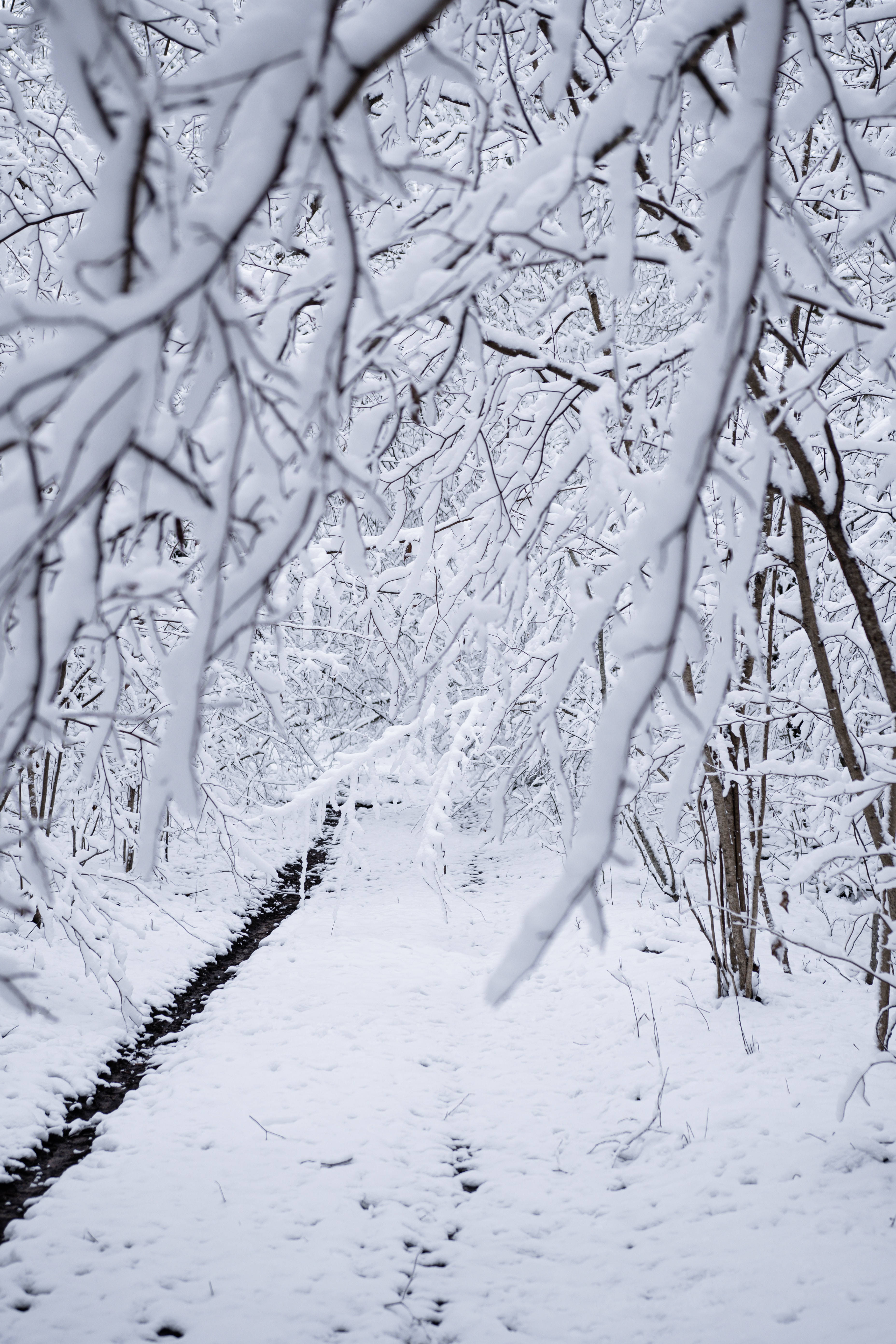 雪 桌布 壁紙 — 一條白雪覆蓋的森林小徑蜿蜒穿過光禿禿的樹木，樹上掛滿了新鮮的白雪，在柔和冬日陽光下閃耀。