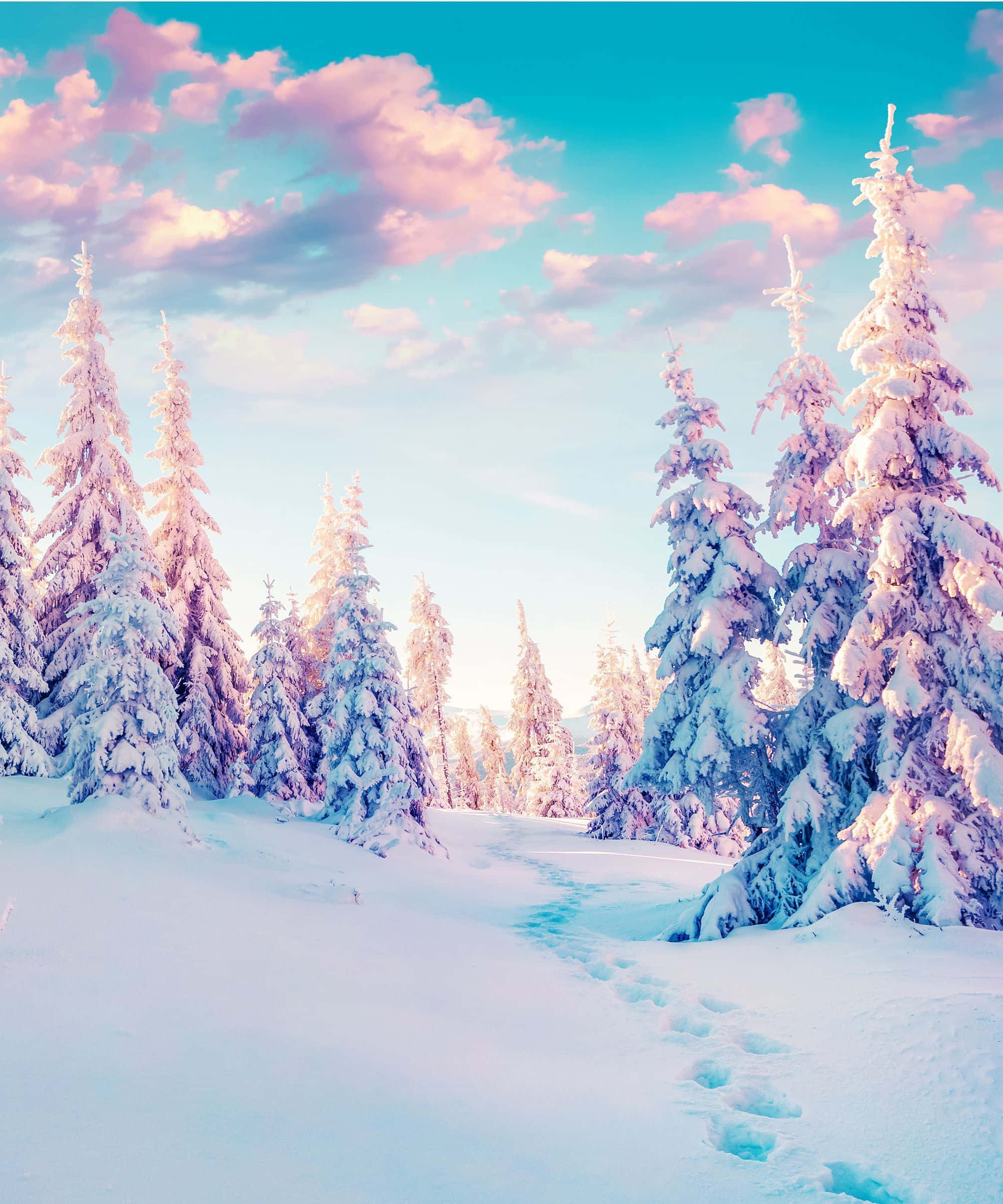 winter solstice 桌布 壁紙 — 一條白雪覆蓋的森林小徑蜿蜒穿過積雪的松樹，在粉紅色和藍色的柔和天空下。