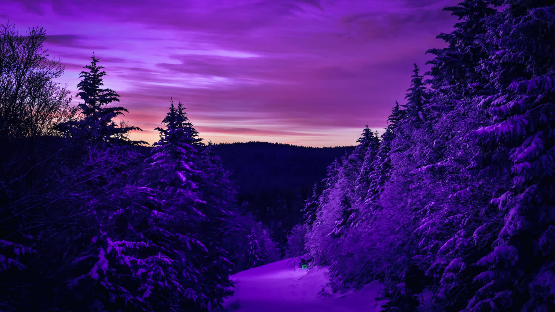 Purple Sky 桌布 壁紙 — 一條白雪覆蓋的森林小徑蜿蜒穿過紫調的松樹，在充滿活力的暮色天空下。