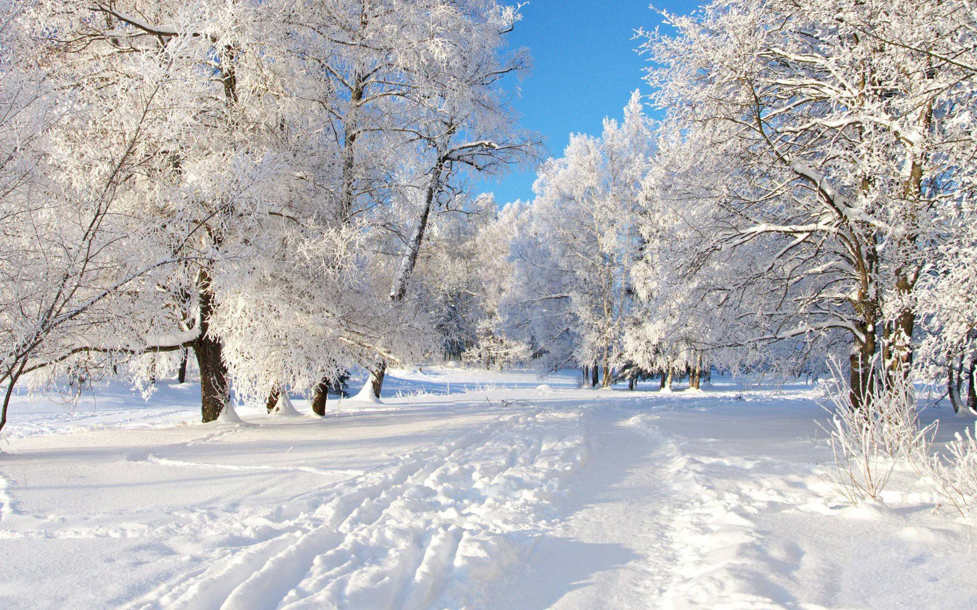 冬季桌面 桌布 壁紙 — 一條白雪覆蓋的森林小徑蜿蜒穿過結霜的樹木，在清澈的藍色冬日天空下。