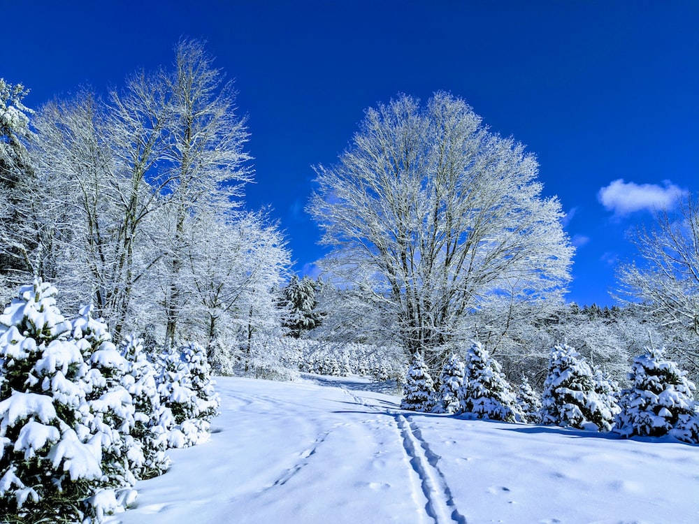 View 桌布 壁紙 — 一條白雪覆蓋的森林小徑蜿蜒穿過結霜的樹木，在只有一朵雲的湛藍天空下。