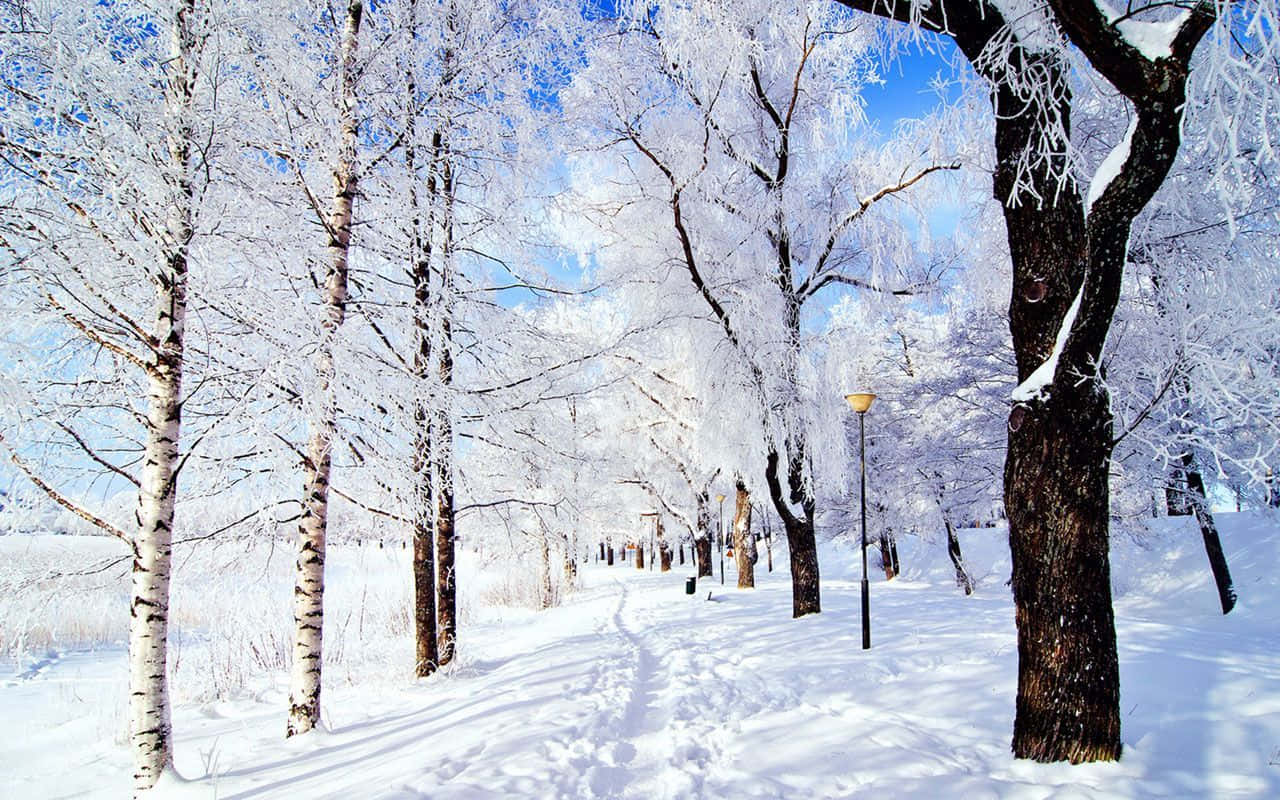 winter wonderland 桌布 壁紙 — 一條白雪覆蓋的森林小徑蜿蜒穿過結霜的白樺樹，在清澈的藍天下。