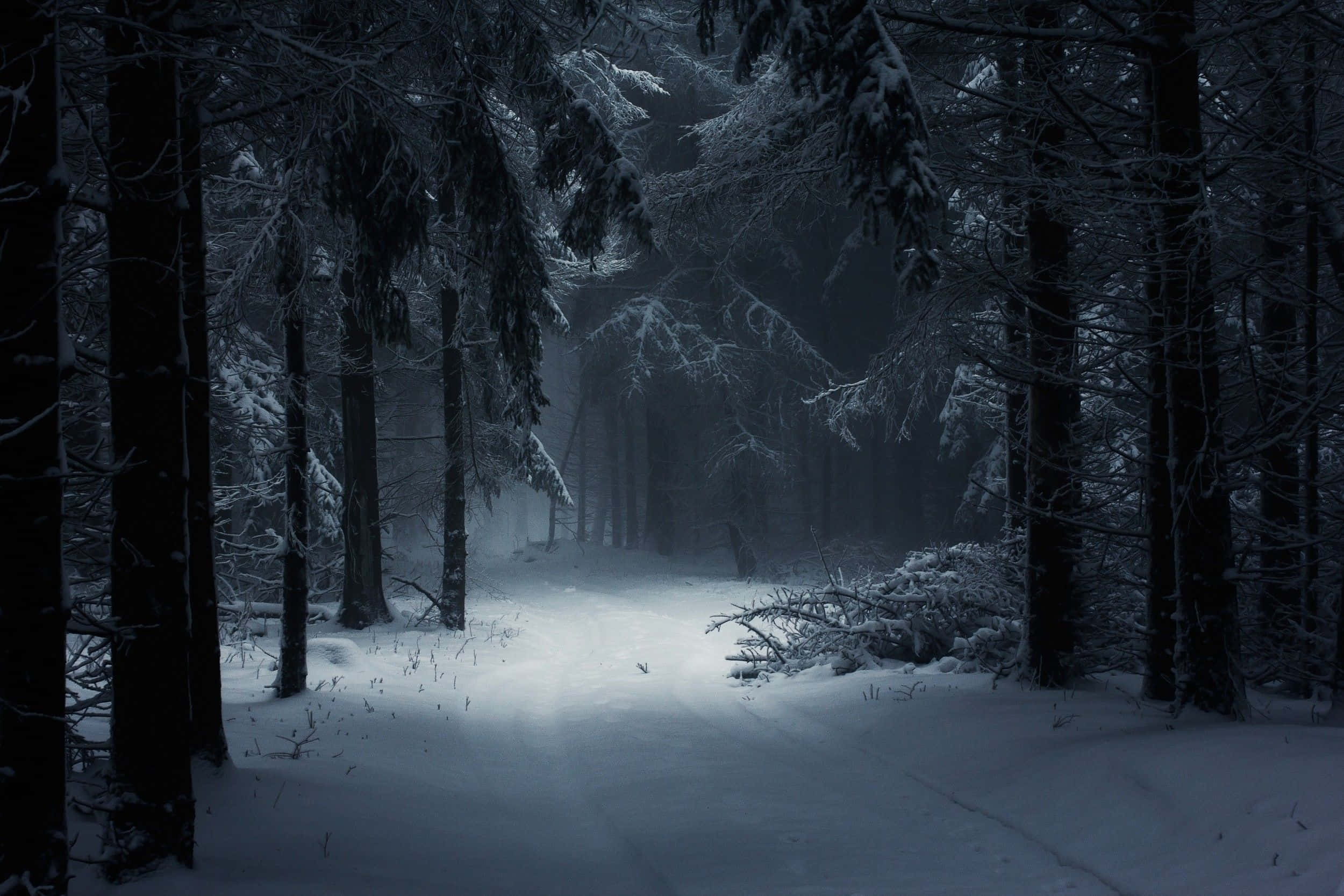 Snowy Forest 桌布 壁紙 — 一條白雪覆蓋的森林小徑蜿蜒穿過高聳的常青樹，在昏暗、霧濛濛的冬日天空下。