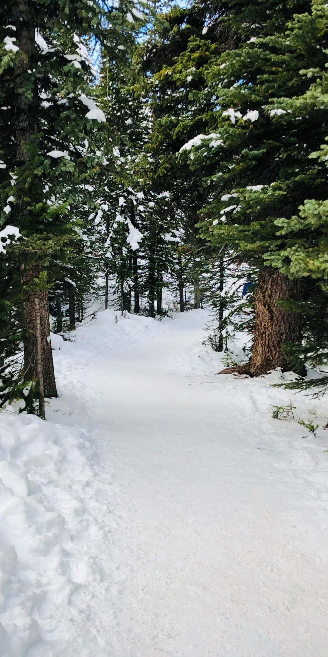 Mountain Scenery 桌布 壁紙 — 一條白雪覆蓋的森林小徑蜿蜒穿過高大的常綠樹，在清澈的藍天下。