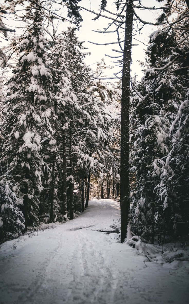 Christmas Winter Wonderland 桌布 壁紙 — 一條白雪覆蓋的森林小徑蜿蜒穿過高大的常綠樹，在蒼白的冬日天空下。