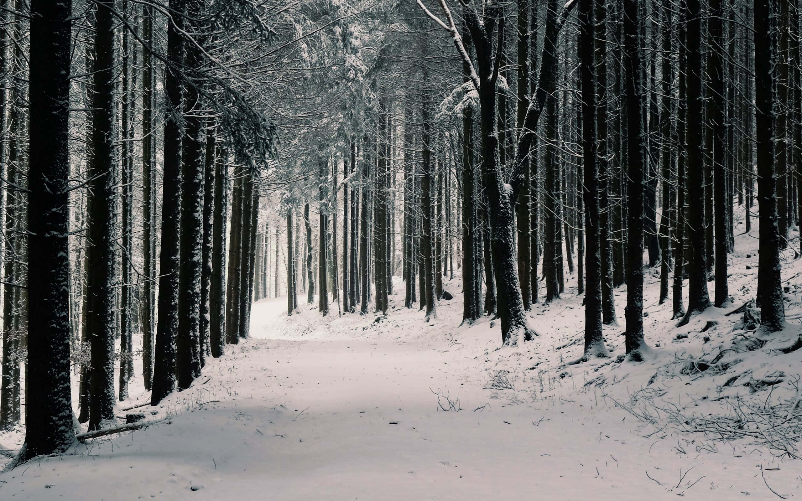 樹林 桌布 壁紙 — 一條白雪覆蓋的森林小徑蜿蜒穿過高大的深色樹木，在柔和的冬日天空下。