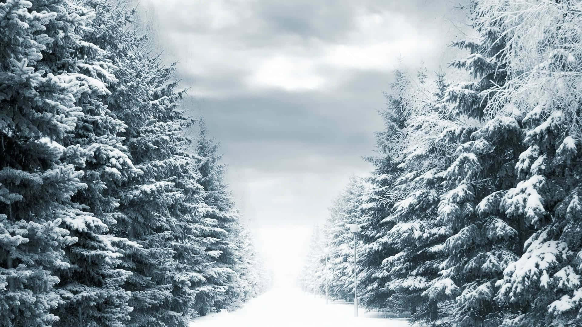 Snowing 桌布 壁紙 — 一條白雪覆蓋的森林小徑蜿蜒穿過高聳的常青樹，冬日天空多雲。