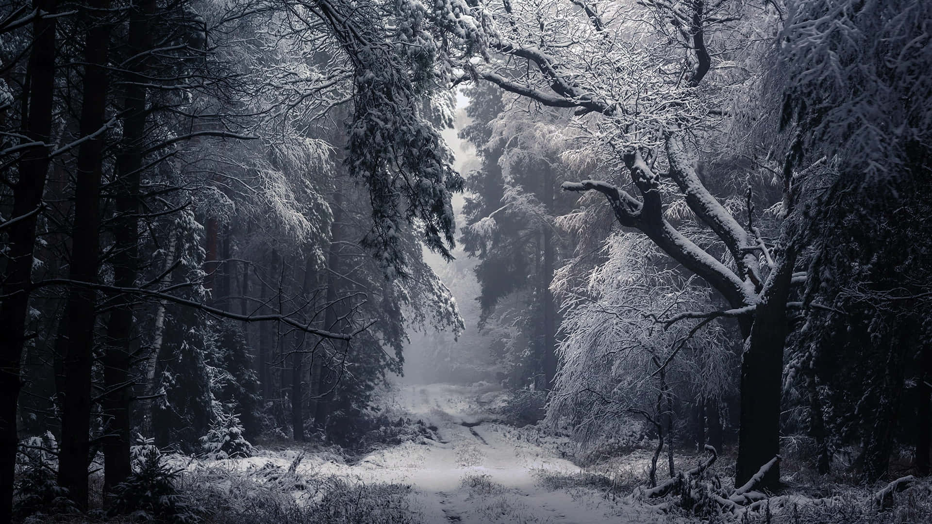 1920x1080 Winter 桌布 壁紙 — 一條白雪覆蓋的森林小徑蜿蜒穿過高聳的樹木，樹木在昏暗的冬日天空下披著霜。
