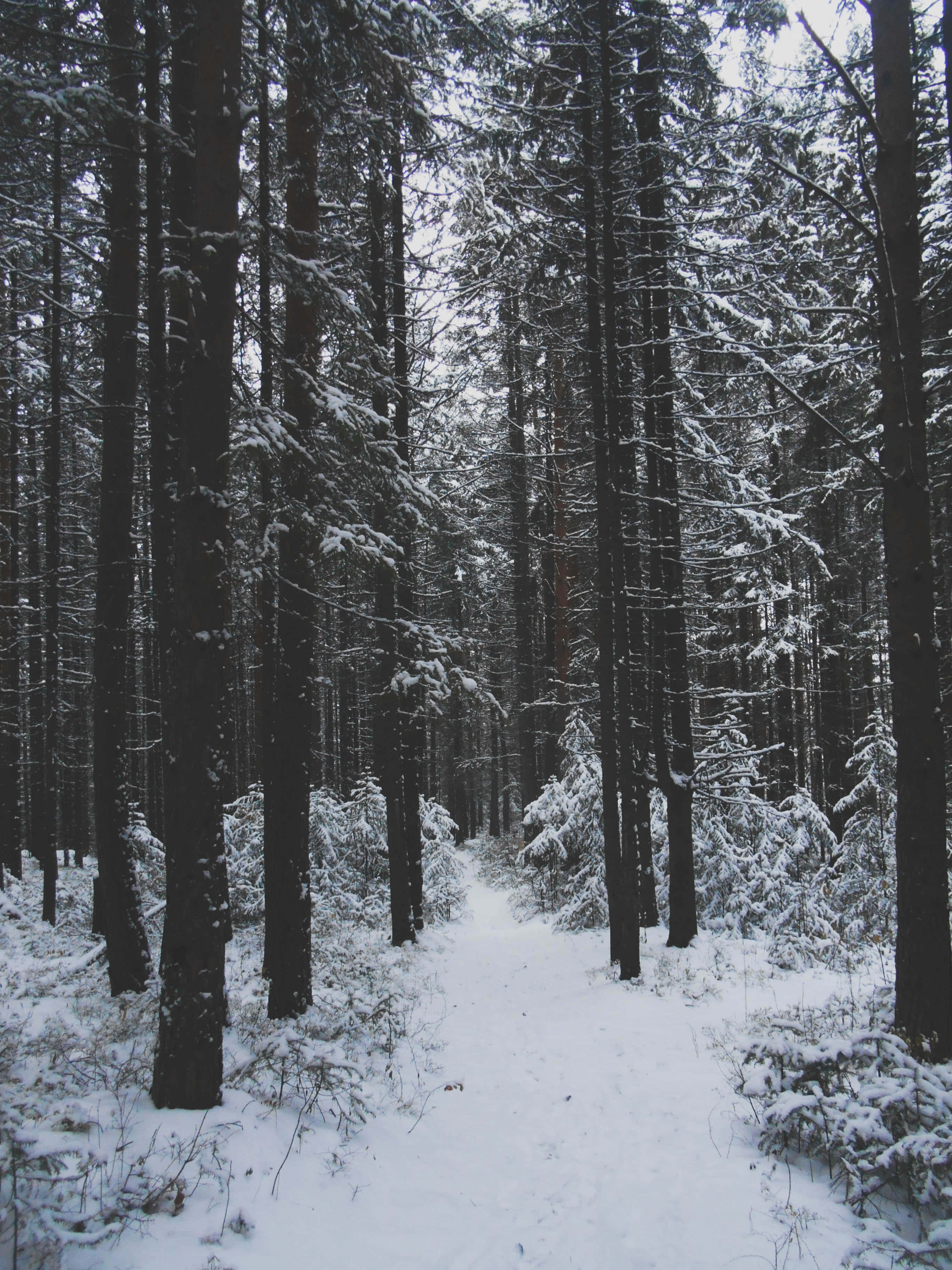 Snowy Forest 桌布 壁紙 — 一條白雪覆蓋的森林小徑蜿蜒穿過高大的常綠樹，在陰沉的冬日天空下。