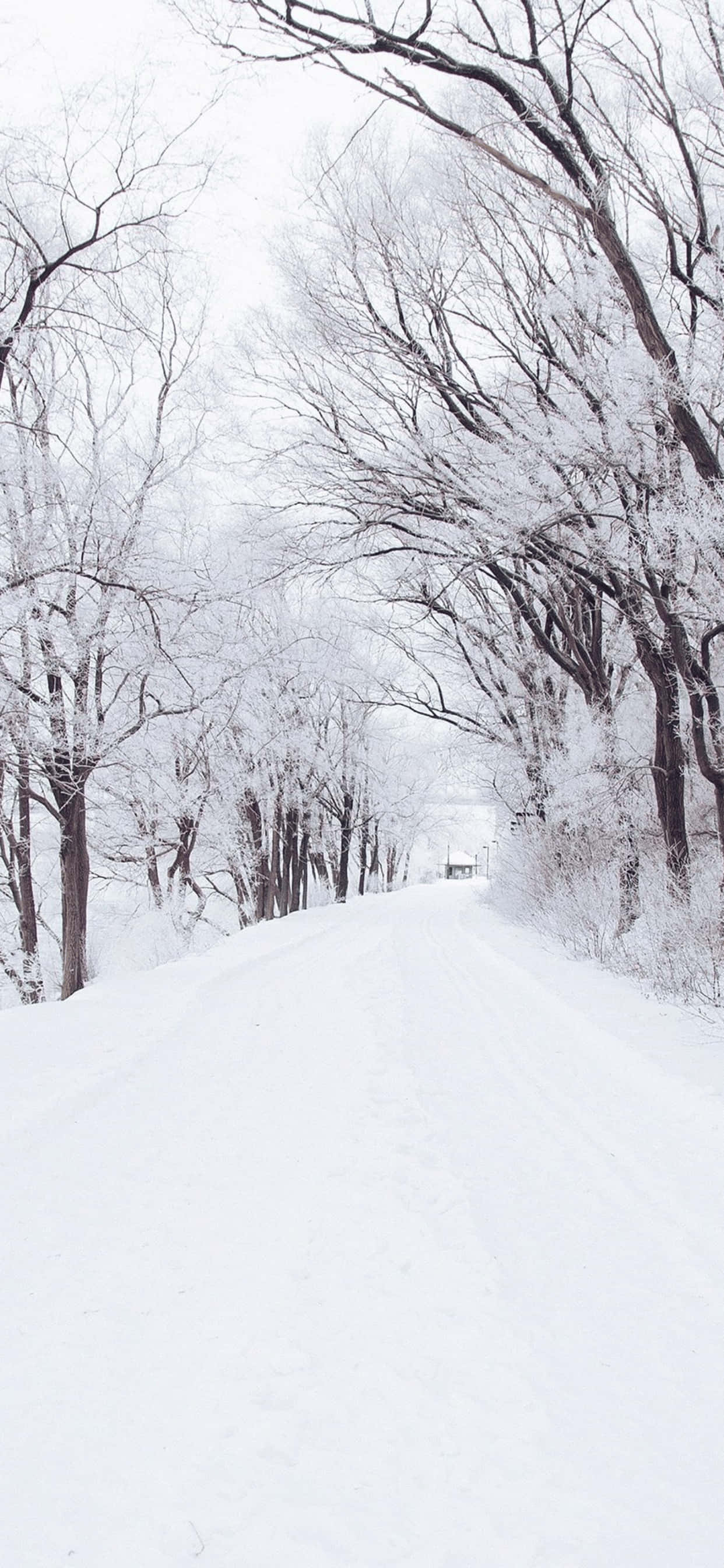 Snowy 桌布 壁紙 — 一條白雪覆蓋的道路蜿蜒穿過光禿禿的樹木，樹木在陰沉的冬日天空下披著霜。