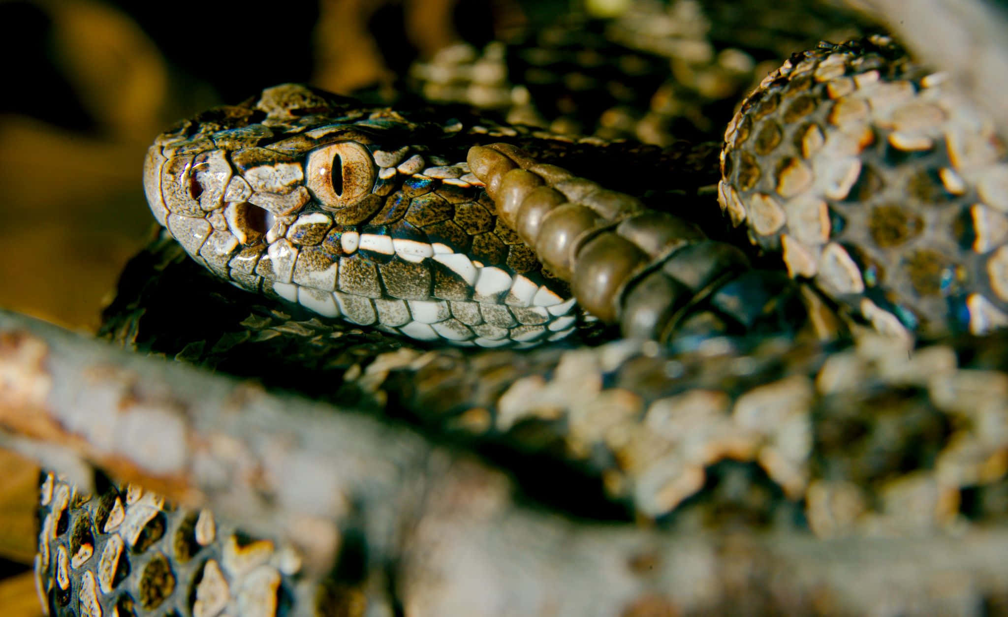 reptile 桌布 壁紙 — 一條盤繞在樹枝上的響尾蛇特寫照片，鱗片細節清晰，眼睛專注。