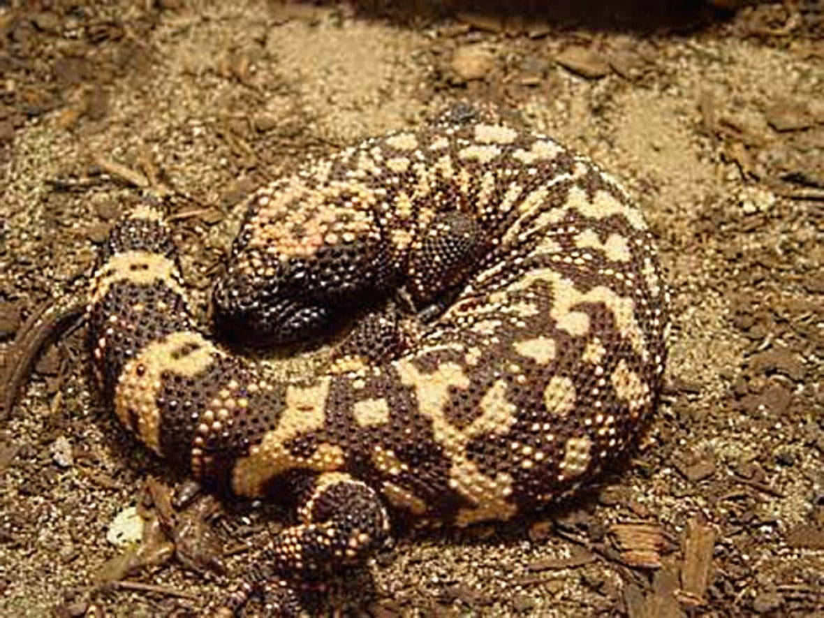 lizard 桌布 壁紙 — 一條盤繞的吉拉毒蜥，帶有醒目的黑色和黃色圖案，在乾燥的地面和散落的樹枝上靜止不動。