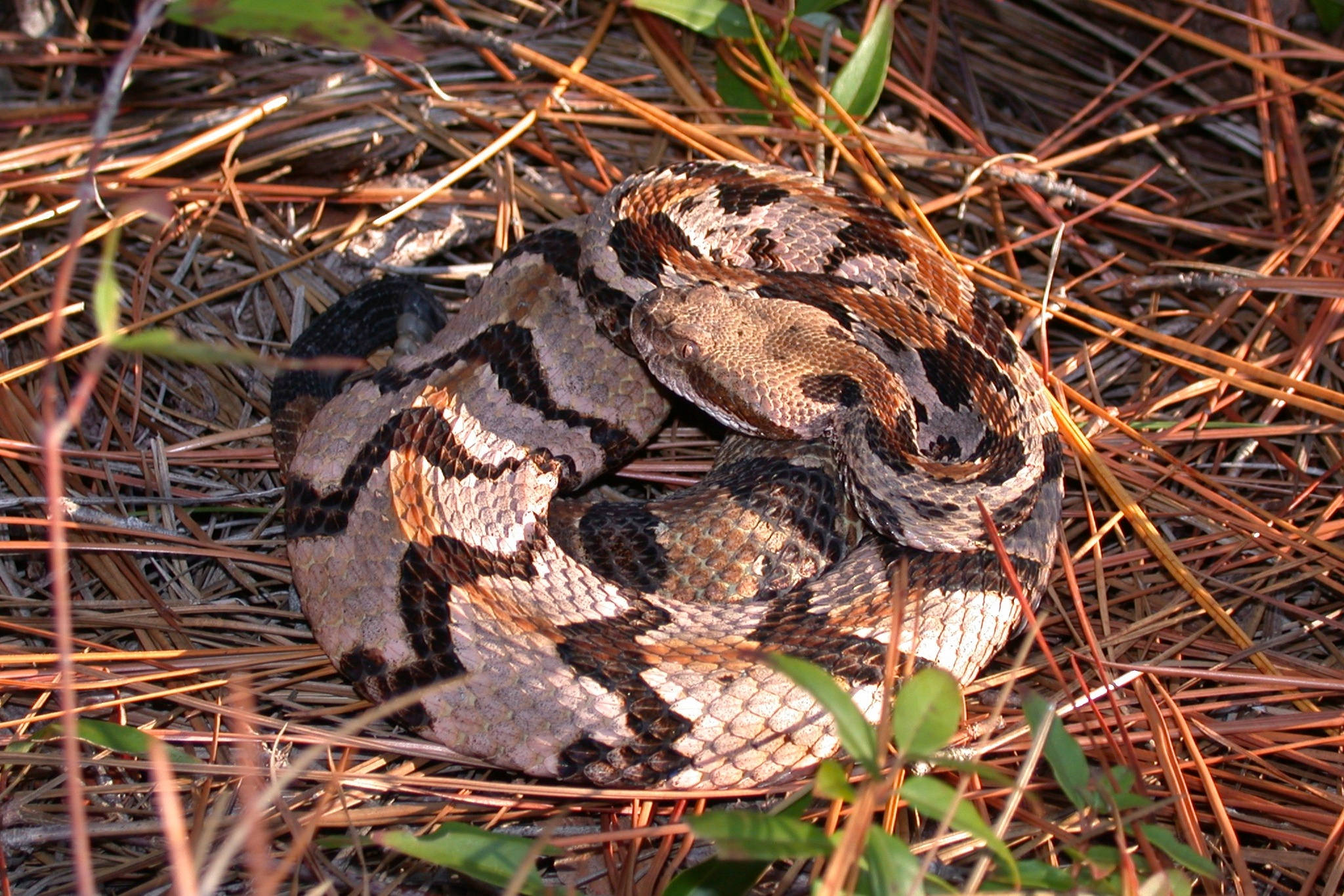 reptile 桌布 壁紙 — 一條盤繞的木響尾蛇在陽光照耀的森林地面上，偽裝在乾燥的松針和綠色樹葉之間休息。
