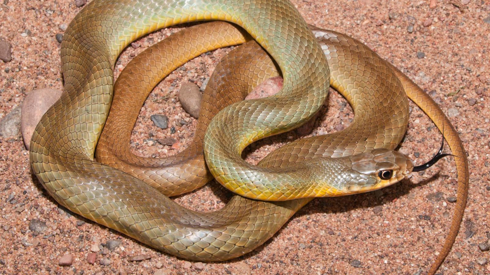 Yellow Snake 桌布 壁紙 — 一條盤繞的棕色蛇，腹部黃色，躺在紅褐色礫石上，舌頭吐信。