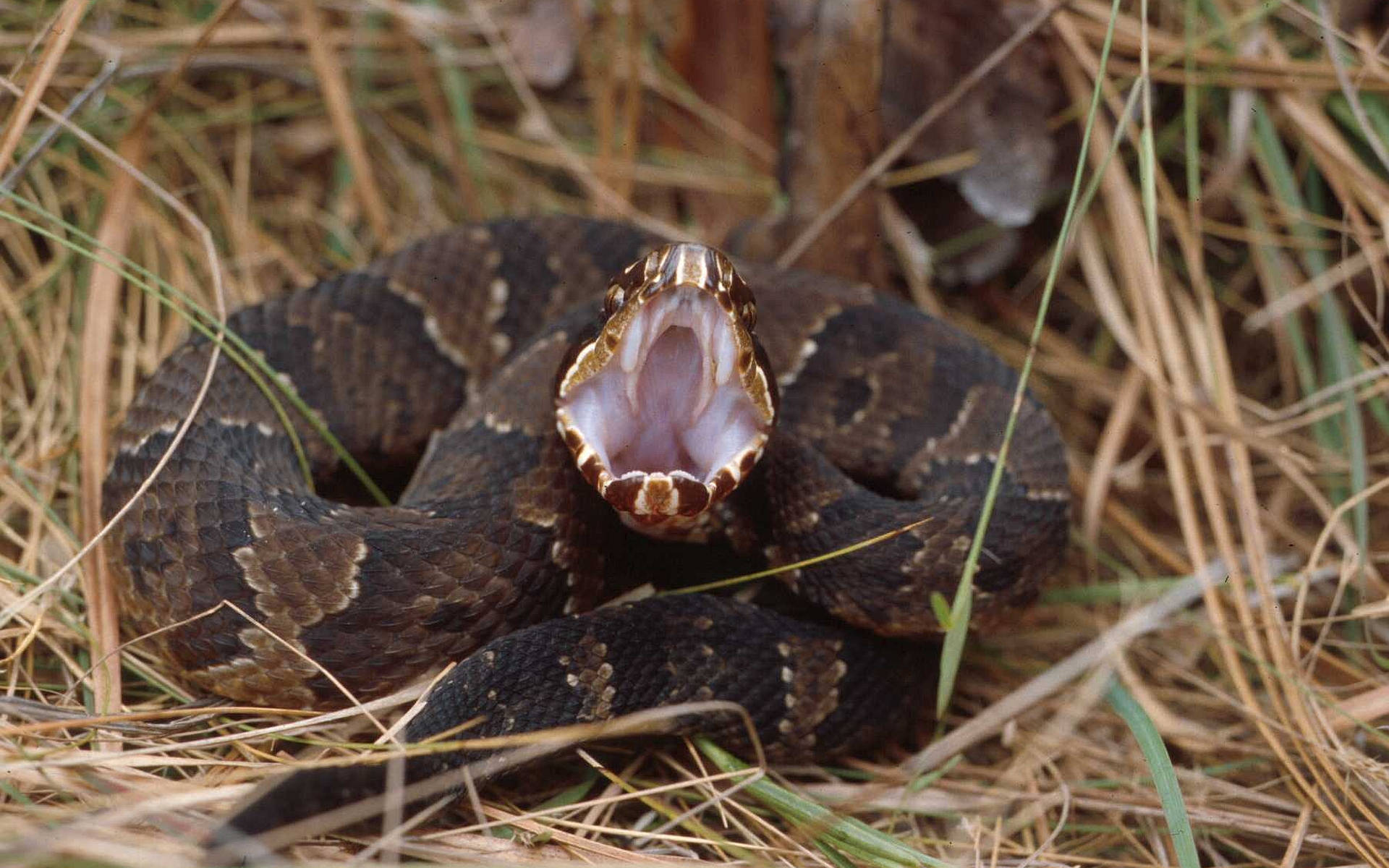 reptiles 桌布 壁紙 — 一條盤繞的毒蛇張開嘴巴露出毒牙，在乾草中展示警告姿態。