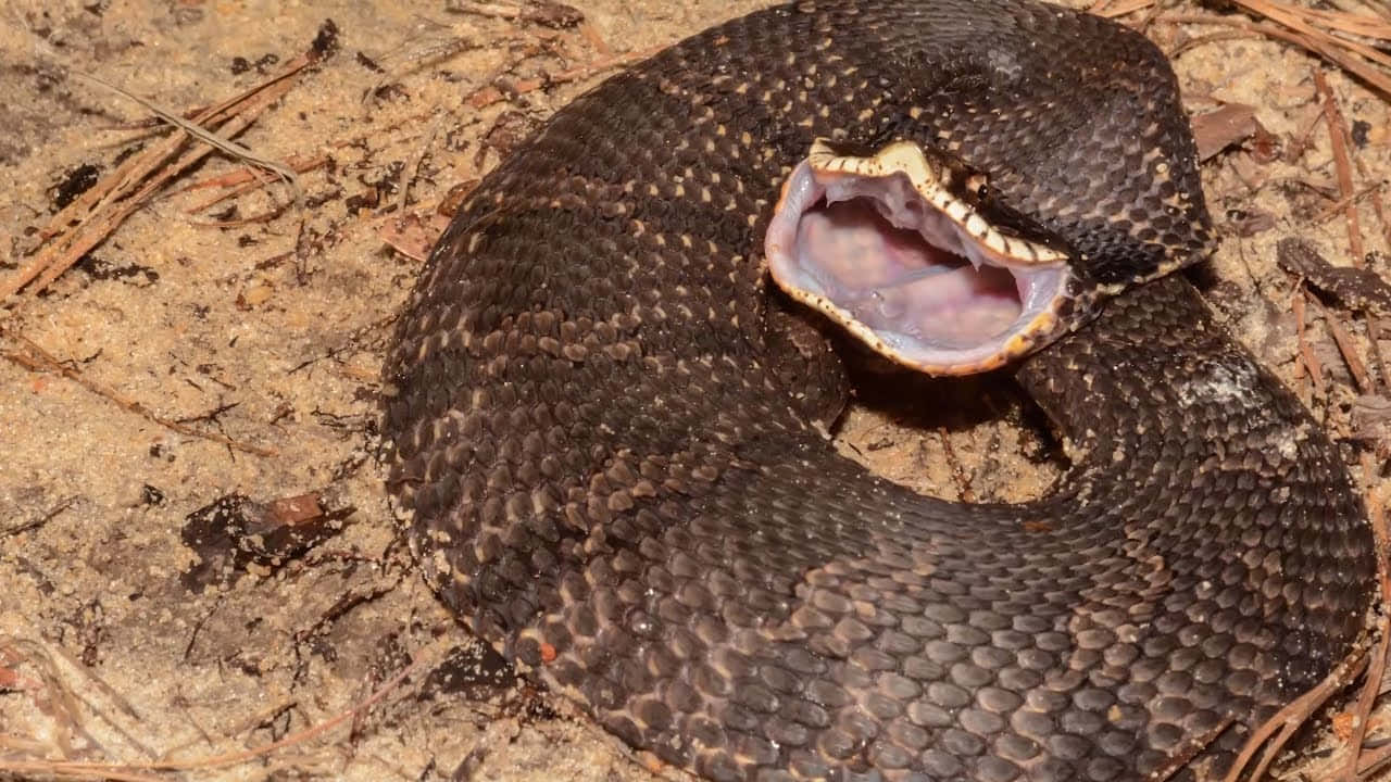 Scary Snake 桌布 壁紙 — 一條盤繞的深棕色蛇張開嘴露出粉紅色內部，躺在散落著乾松針的沙地上休息。