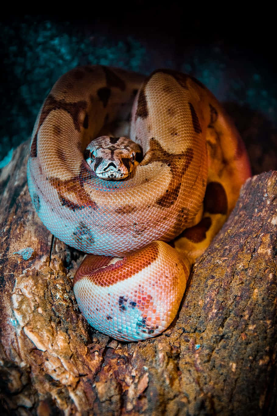 Brown Snake 桌布 壁紙 — 一條盤繞的球蟒，帶有複雜的棕色和棕褐色圖案，在戲劇性的藍色燈光下棲息在紋理樹皮上。