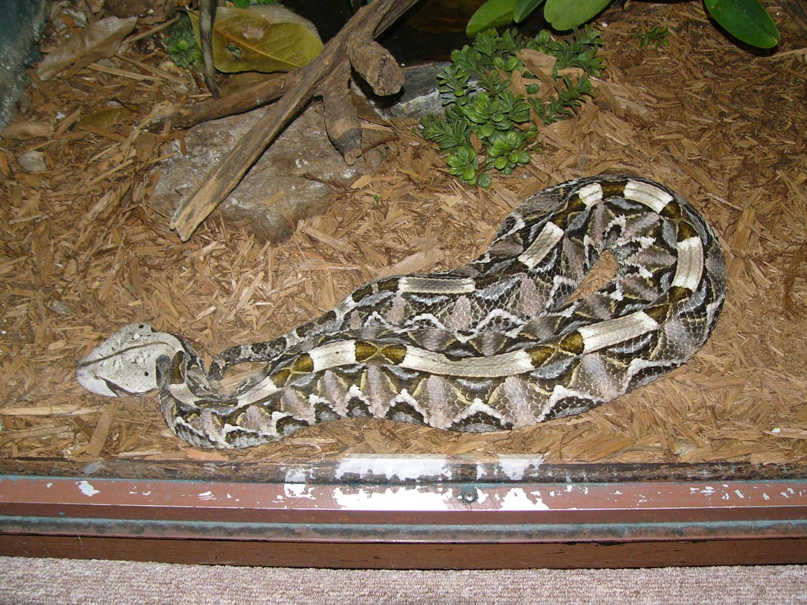 reptile 桌布 壁紙 — 一條盤繞的矛頭蛇，帶有複雜的棕色和白色圖案，在綠色植物附近的木屑墊料上休息。