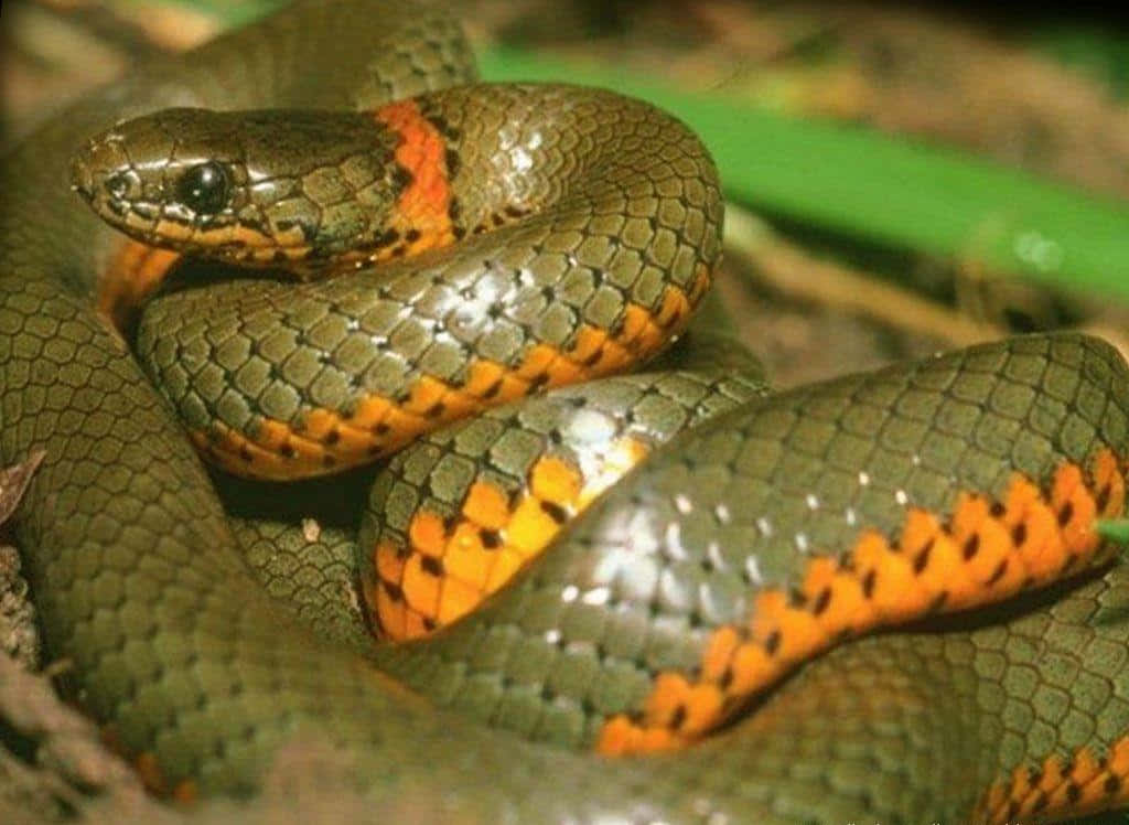 Cobra Snake 桌布 壁紙 — 一條盤繞的蛇，帶有光澤的綠色鱗片和鮮豔的橙紅色條紋，棲息在森林地面的落葉上。