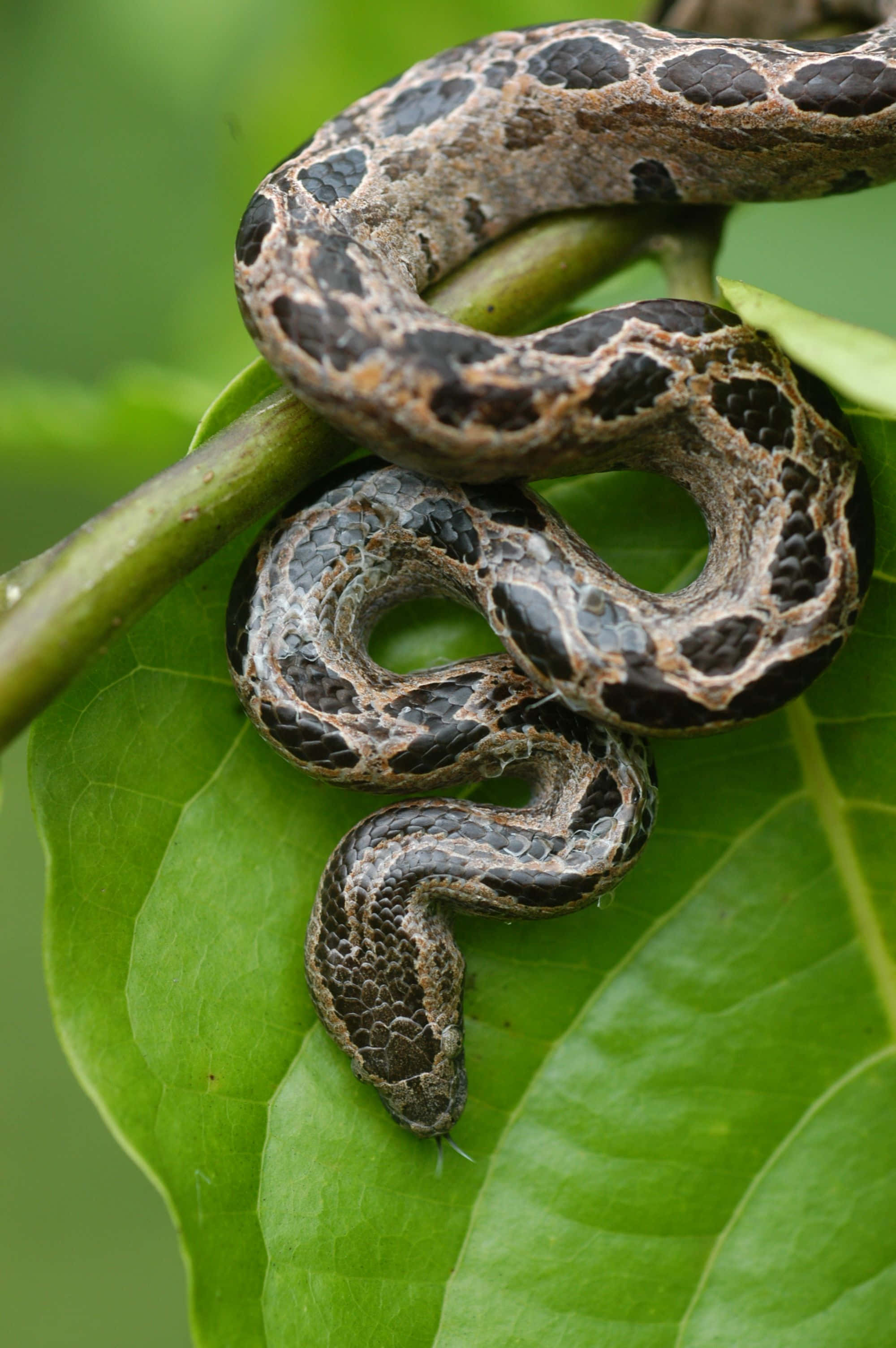 Scary Snake 桌布 壁紙 — 一條盤繞的蛇，帶有深色斑點鱗片，棲息在茂密森林環境中鮮綠色的葉子上。