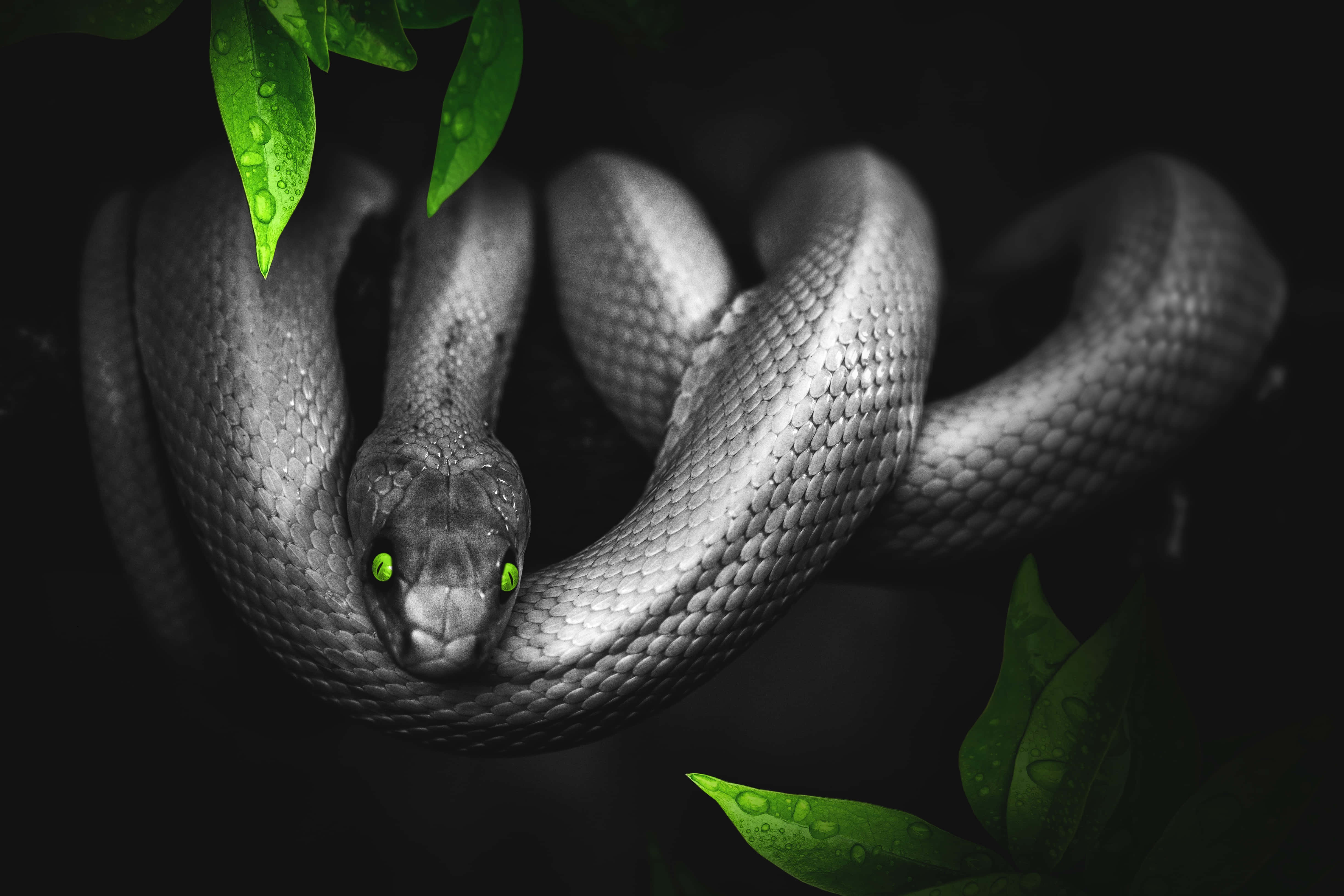 reptile 桌布 壁紙 — 一條盤繞的蛇，帶有發光的綠色眼睛和帶露水的葉子，框出了一個戲劇性的單色叢林場景。