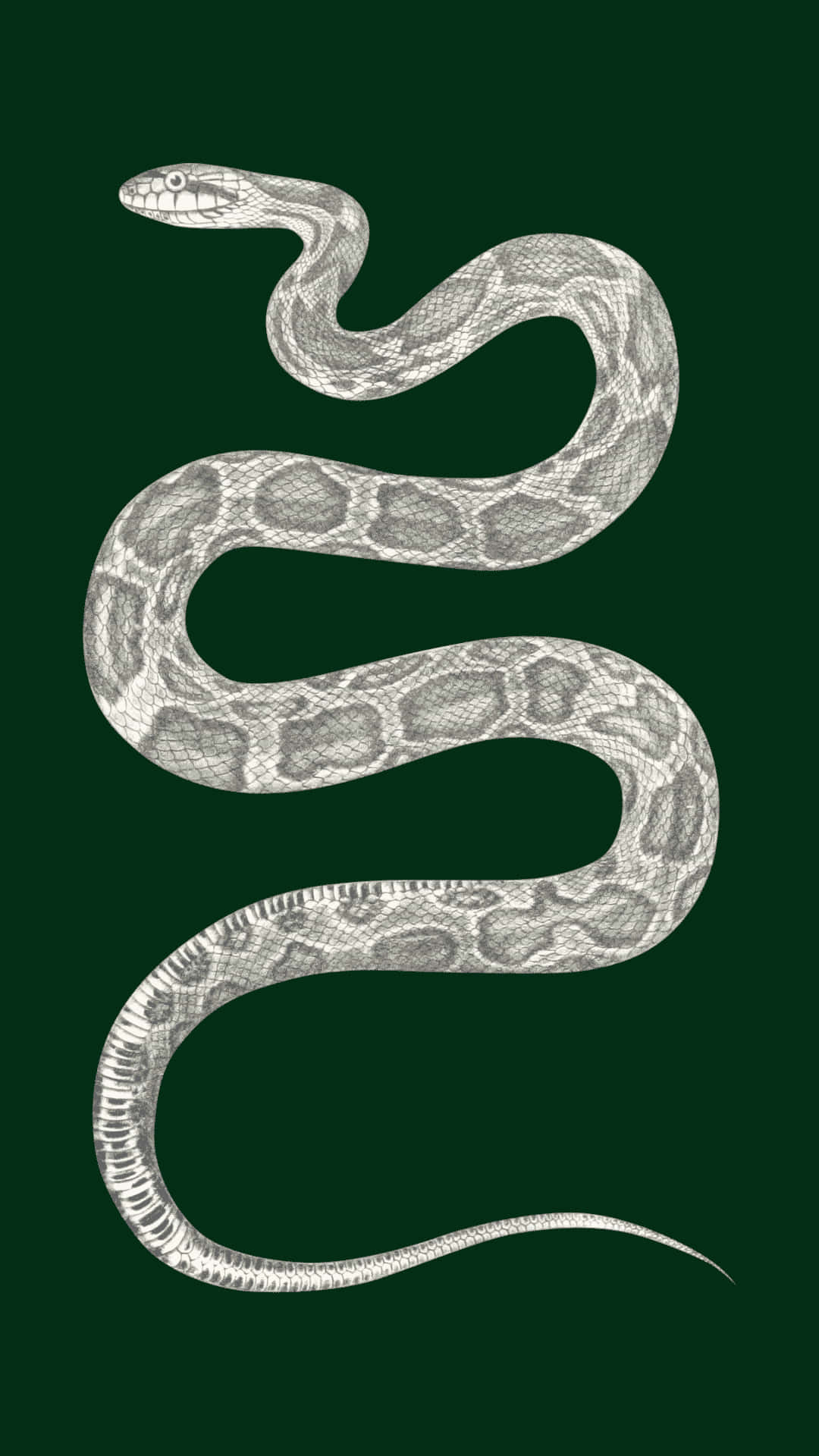 Cute Slytherin 桌布 壁紙 — 一條盤繞的蛇，帶有複雜鱗片的詳細插圖，背景為純深綠色。