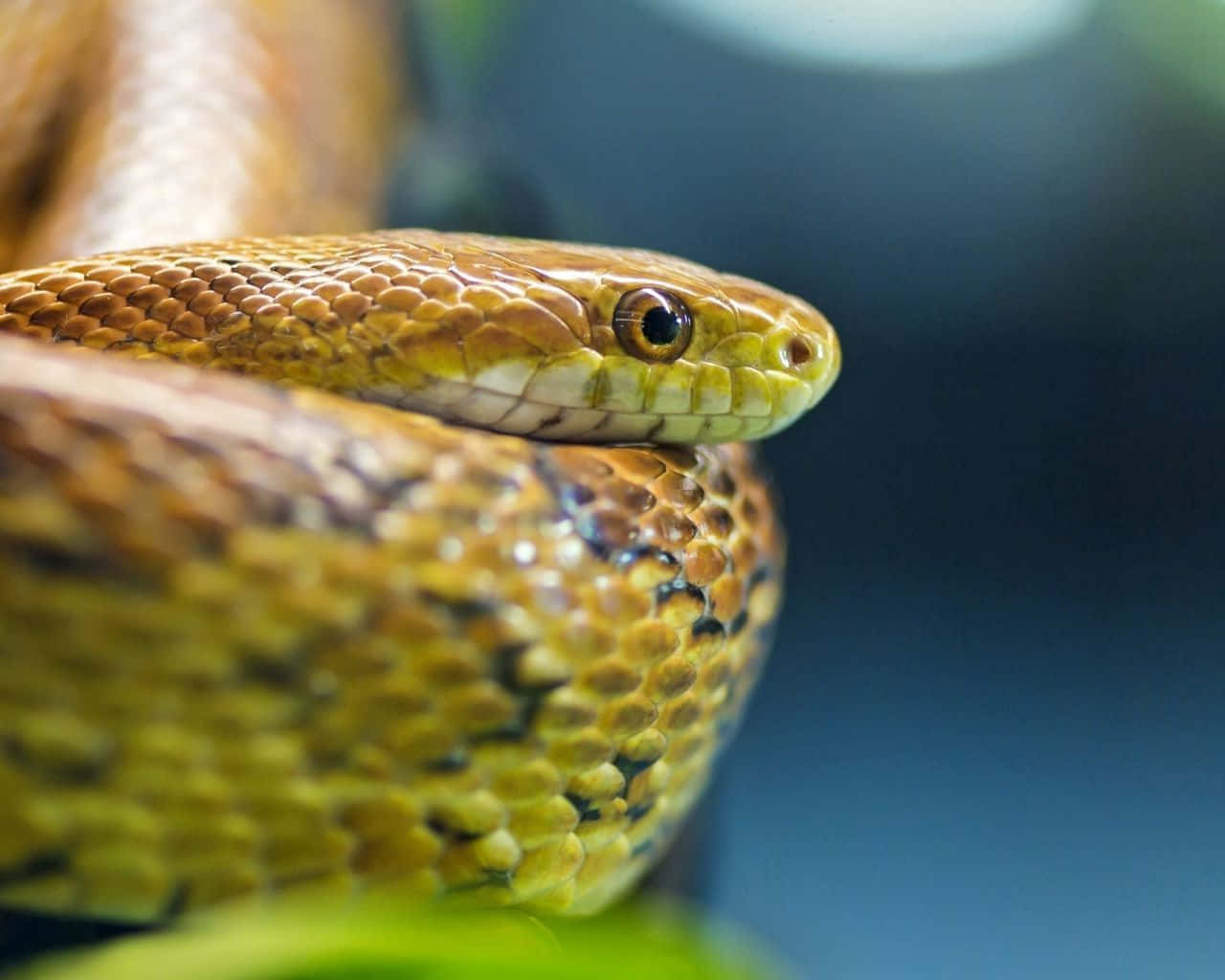Yellow Snake 桌布 壁紙 — 一條盤繞的蛇的特寫，帶有金棕色鱗片和專注的眼睛，背景是模糊的綠色和藍色。