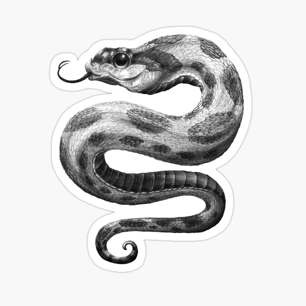 snakes 桌布 壁紙 — 一條盤繞的蛇的詳細黑白插圖，帶有紋理鱗片和分叉的舌頭。