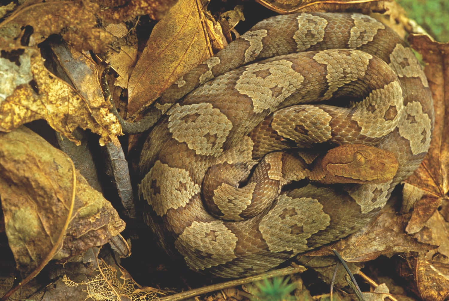 Copperhead Snake 桌布 壁紙 — 一條盤繞的銅頭蛇，帶有菱形圖案的鱗片，偽裝在乾燥的棕色秋葉中休息。