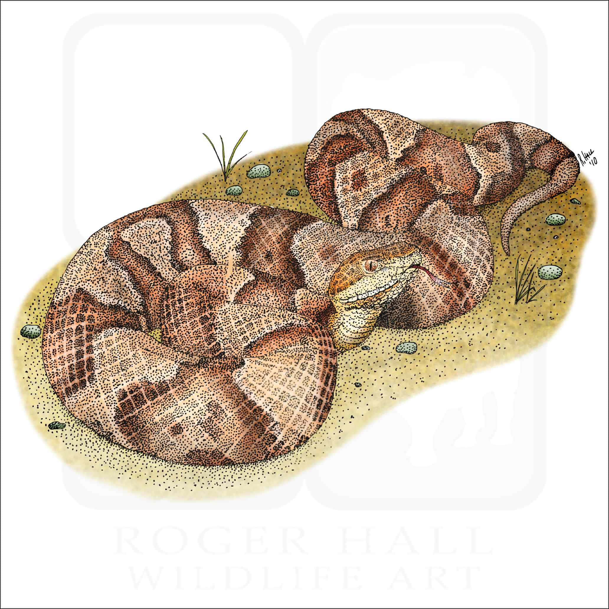 Copperhead Snake 桌布 壁紙 — 一條盤繞的銅頭蛇，帶有詳細的鱗片，躺在佈滿小石頭和稀疏草地的沙地上。