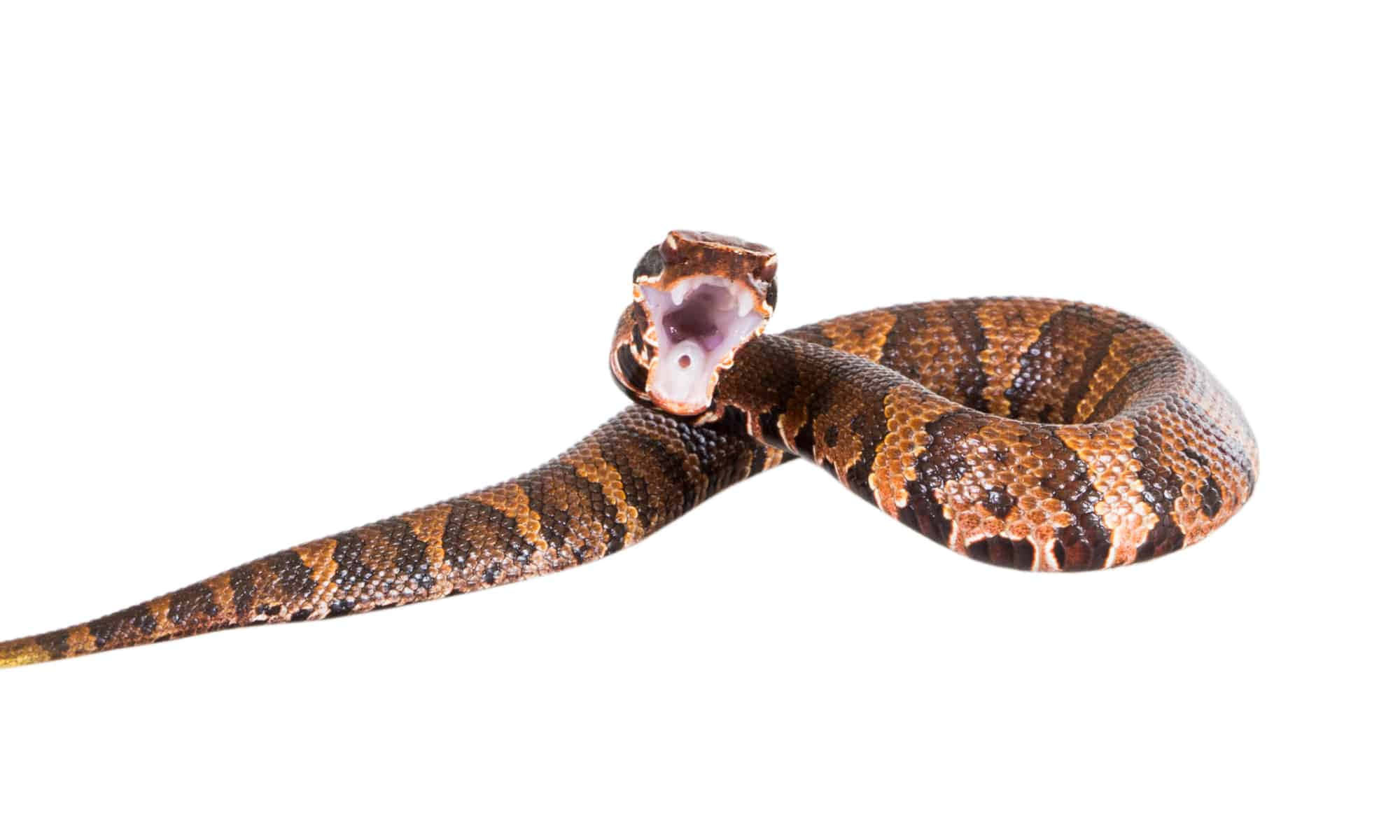 Copperhead Snake 桌布 壁紙 — 一條盤繞的銅頭蛇，張開嘴巴，鱗片細節清晰，背景為純白色。