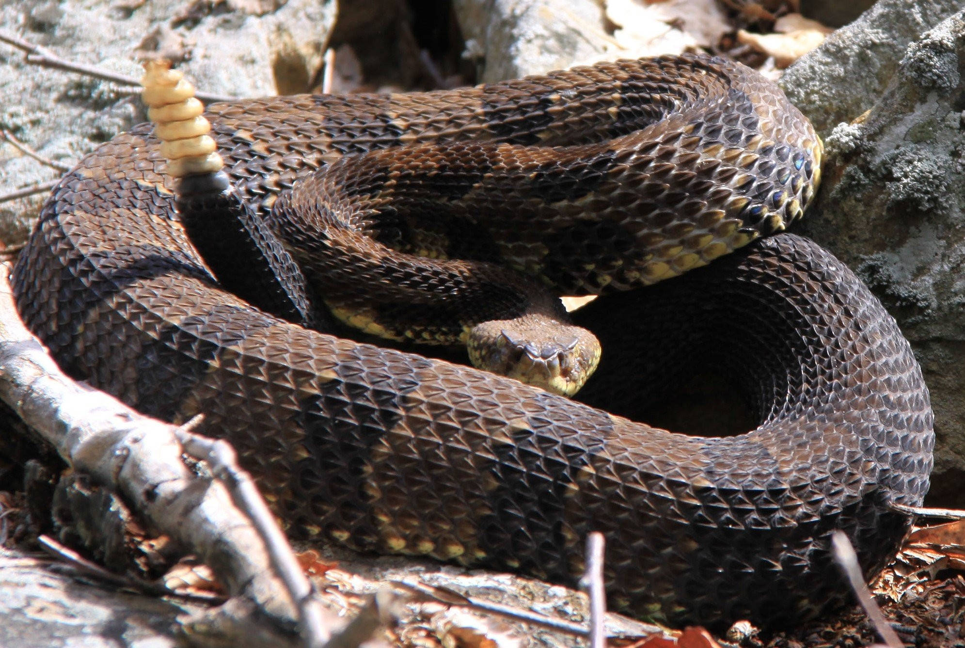reptile 桌布 壁紙 — 一條盤繞的響尾蛇，尾巴上的響環豎起，在明亮的日光下休息於岩石和乾葉之間。