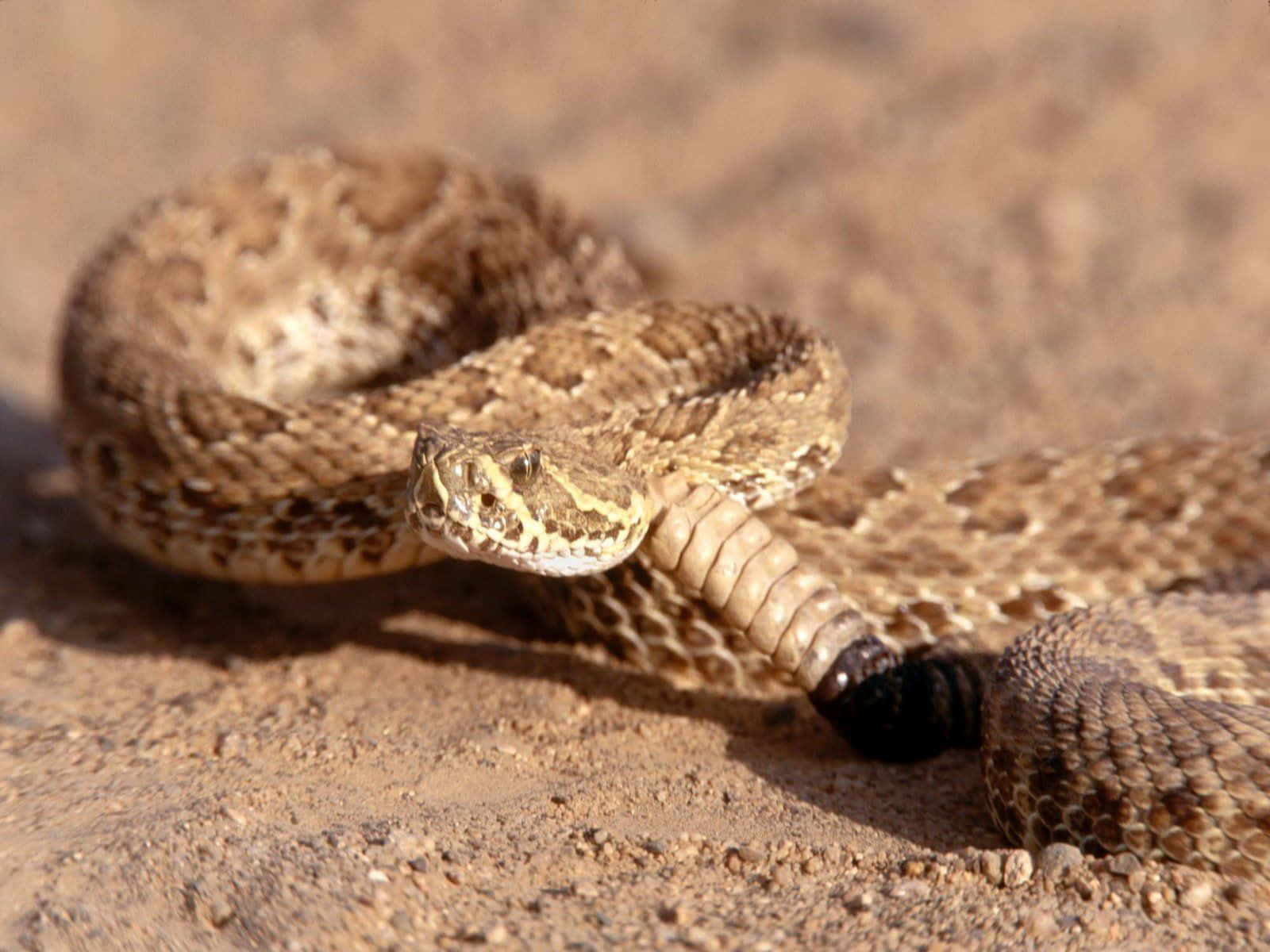 Rattlesnake 桌布 壁紙 — 一條盤繞的響尾蛇，尾巴尖端黑色，在陽光照耀的沙地上警覺地休息。
