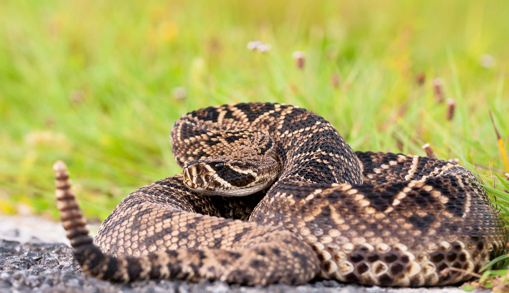 Rattlesnake 桌布 壁紙 — 一條盤繞的響尾蛇，帶有圖案鱗片，在充滿活力的綠草中的礫石上警覺地休息。
