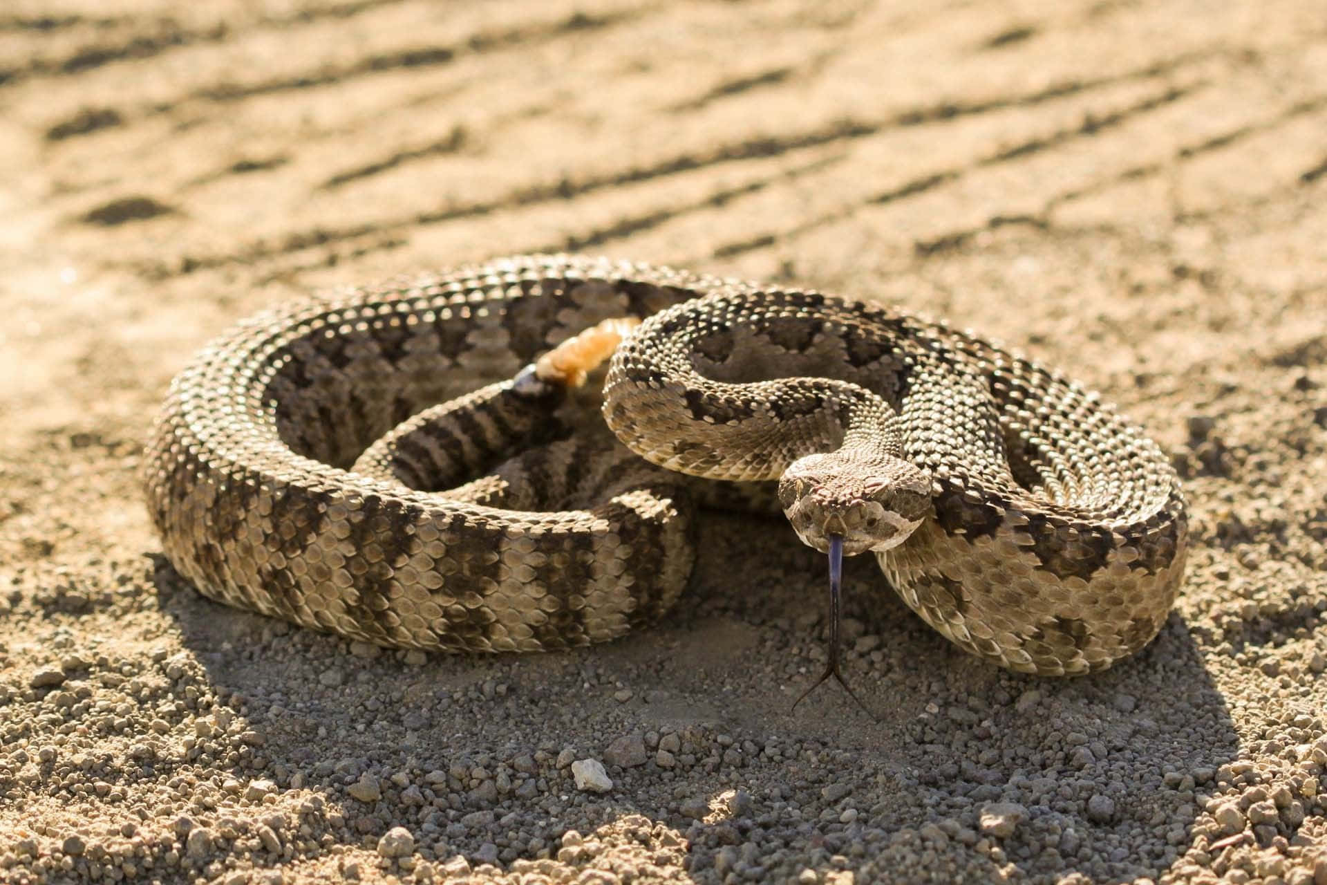 Rattlesnake 桌布 壁紙 — 一條盤繞的響尾蛇，帶有圖案鱗片和顫動的舌頭，在陽光明媚的礫石地形上警覺地休息。