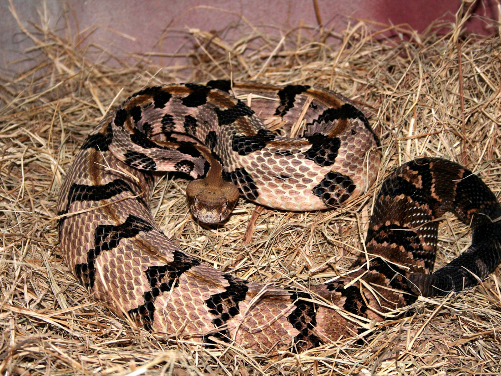reptile 桌布 壁紙 — 一條盤繞的響尾蛇，帶有棕色和黑色的菱形圖案，在溫暖的燈光下警覺地休息在乾草中。