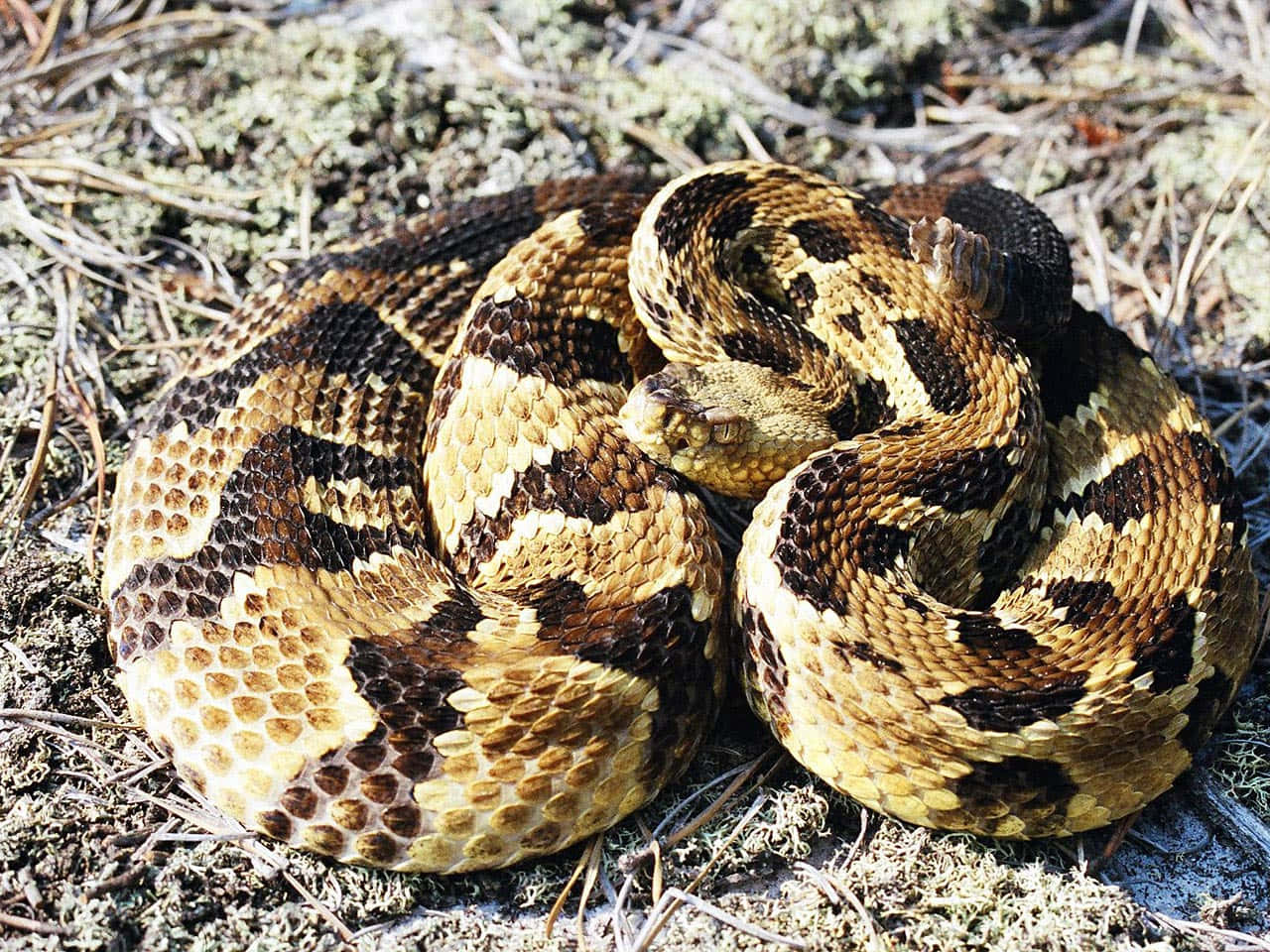 Rattlesnake 桌布 壁紙 — 一條盤繞的響尾蛇，帶有棕褐色和棕色菱形圖案，偽裝在乾草和苔蘚中休息。