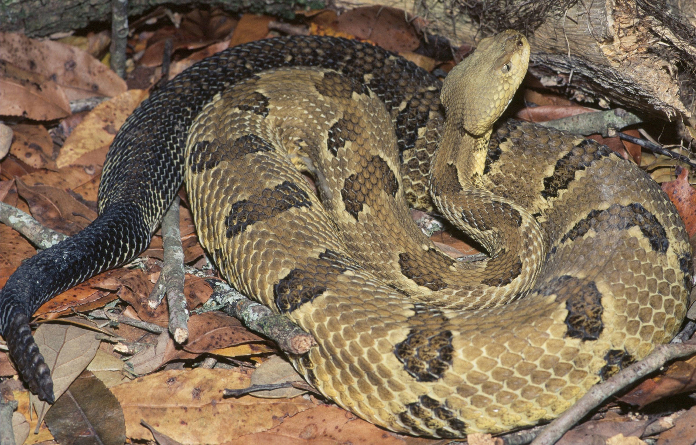 reptile 桌布 壁紙 — 一條盤繞的響尾蛇，帶有棕褐色和黑色菱形圖案，躺在森林地面的乾燥棕色落葉和樹枝間。