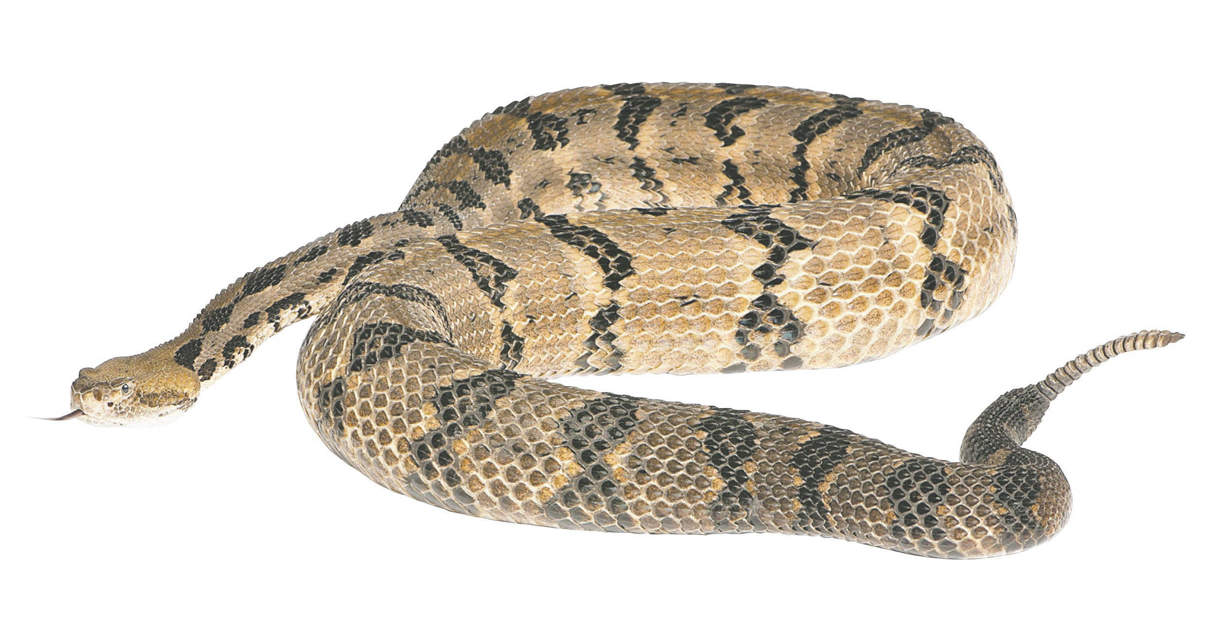 reptile 桌布 壁紙 — 一條盤繞的響尾蛇，帶有棕褐色和黑色菱形圖案，在純白背景上休息。