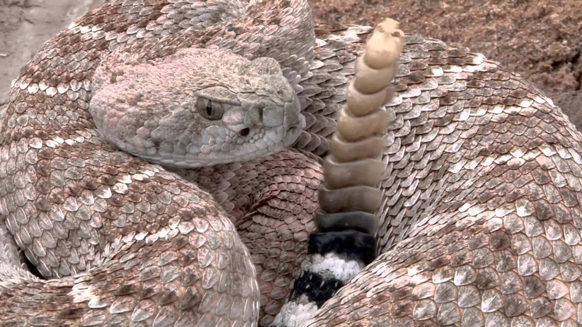 Rattlesnake 桌布 壁紙 — 一條盤繞的響尾蛇，帶有突出的響環和紋理鱗片，從乾燥的泥土地形中專注地凝視。