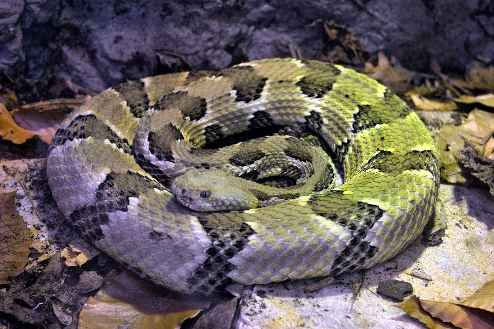 reptile 桌布 壁紙 — 一條盤繞的響尾蛇，帶有綠色和黑色圖案的鱗片，在岩石表面的乾燥棕色樹葉中休息。